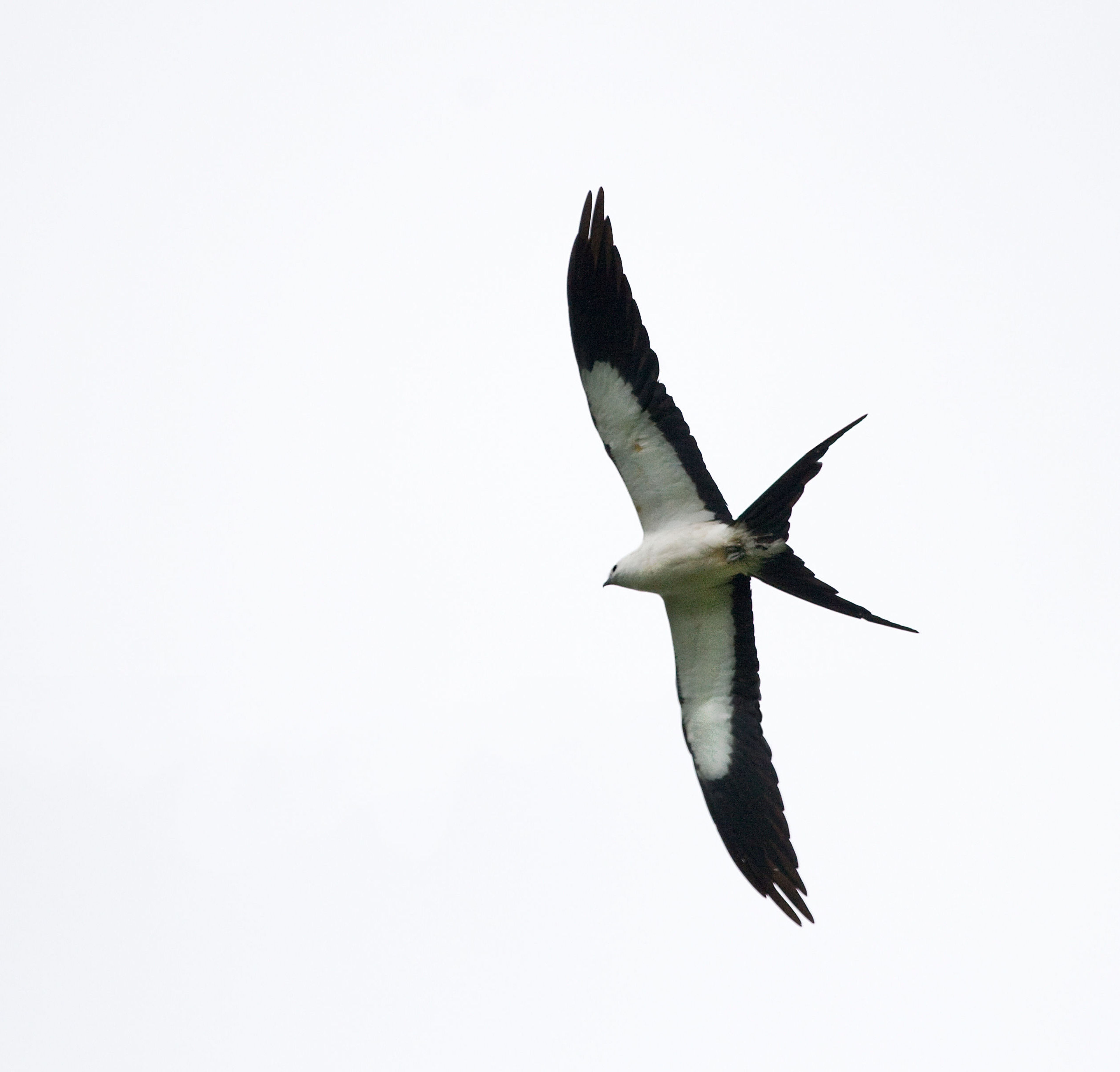 Swallow tail kites soar above the Wacissa