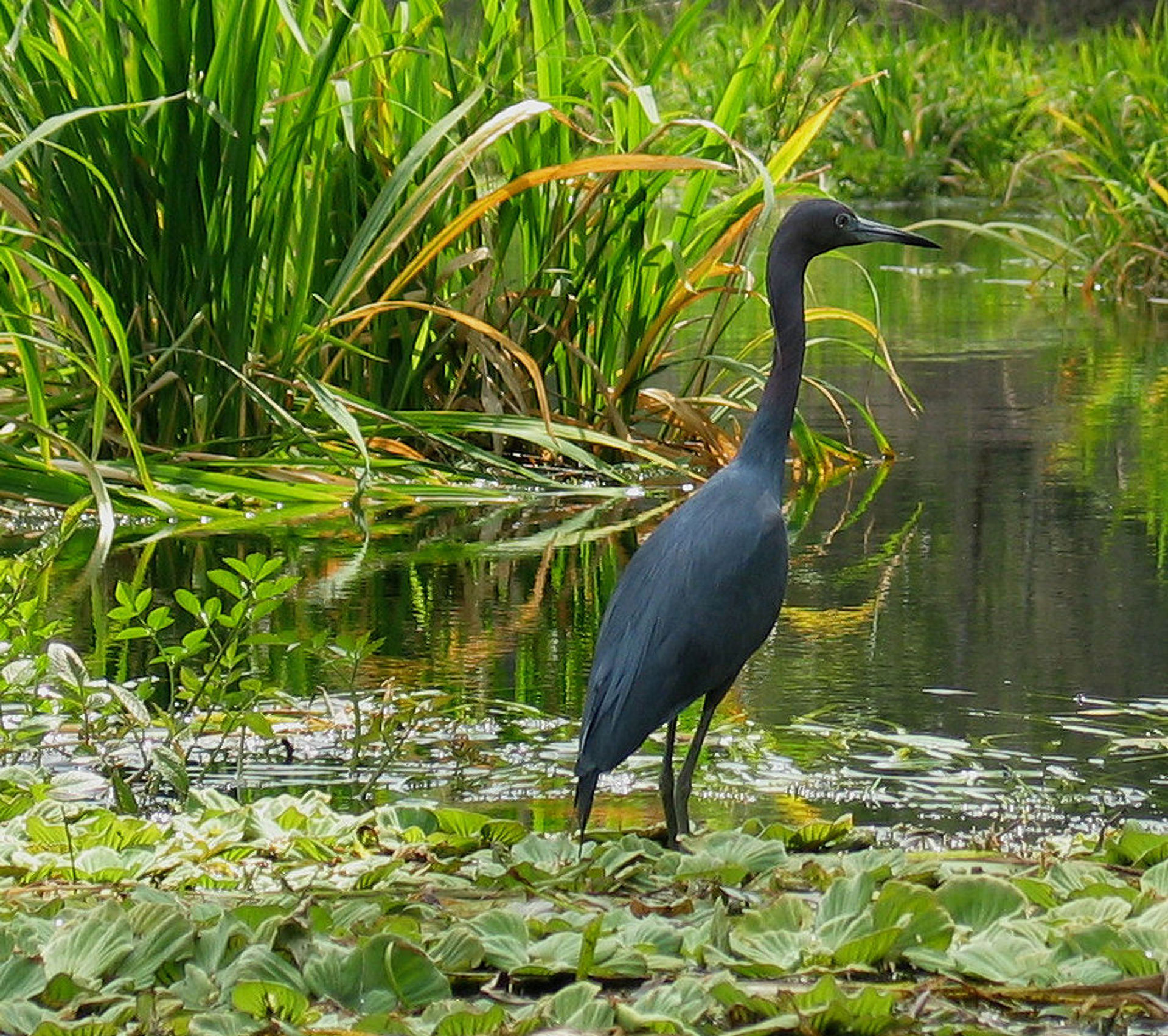 Little blue heron Wacissa River