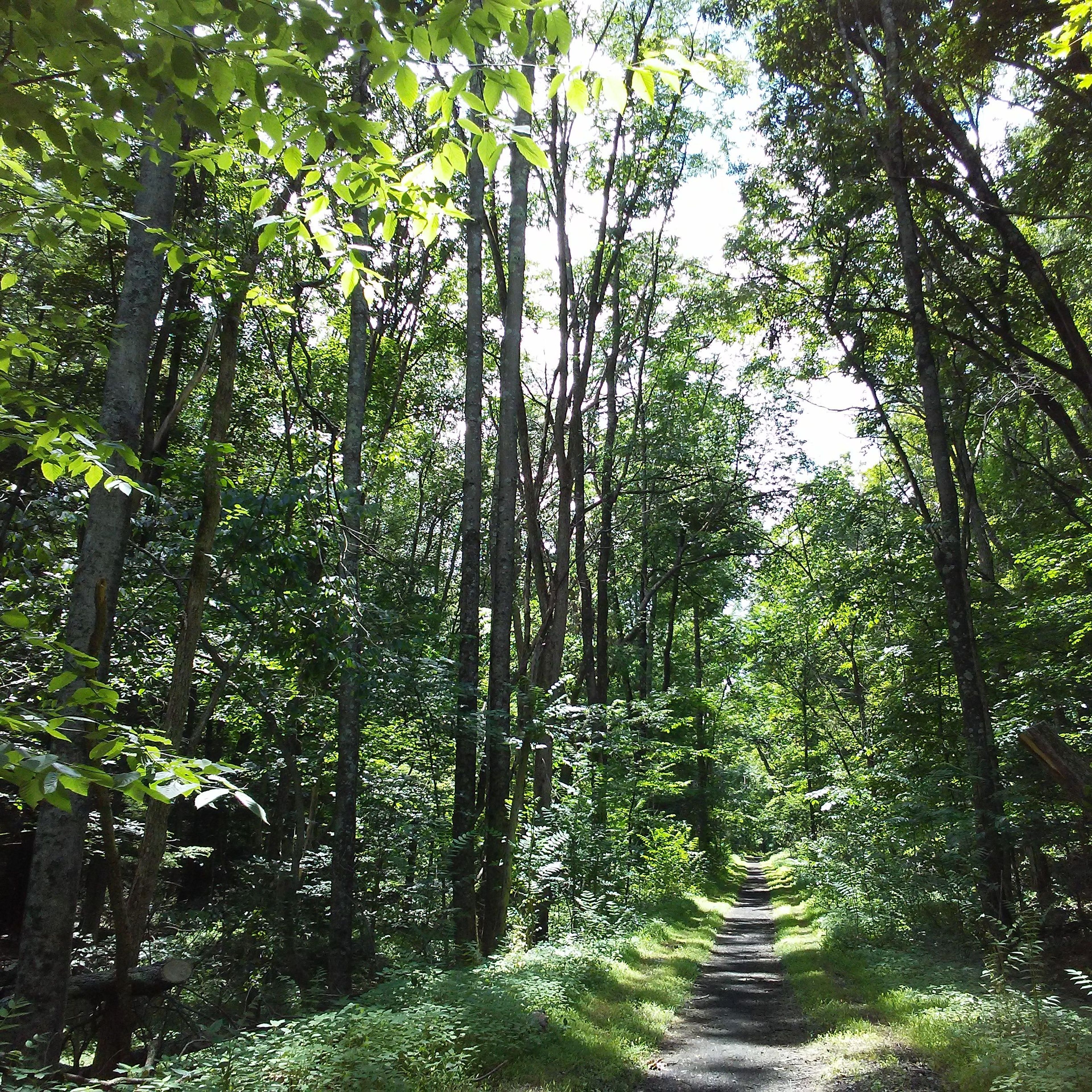 Wallkill forest trail.