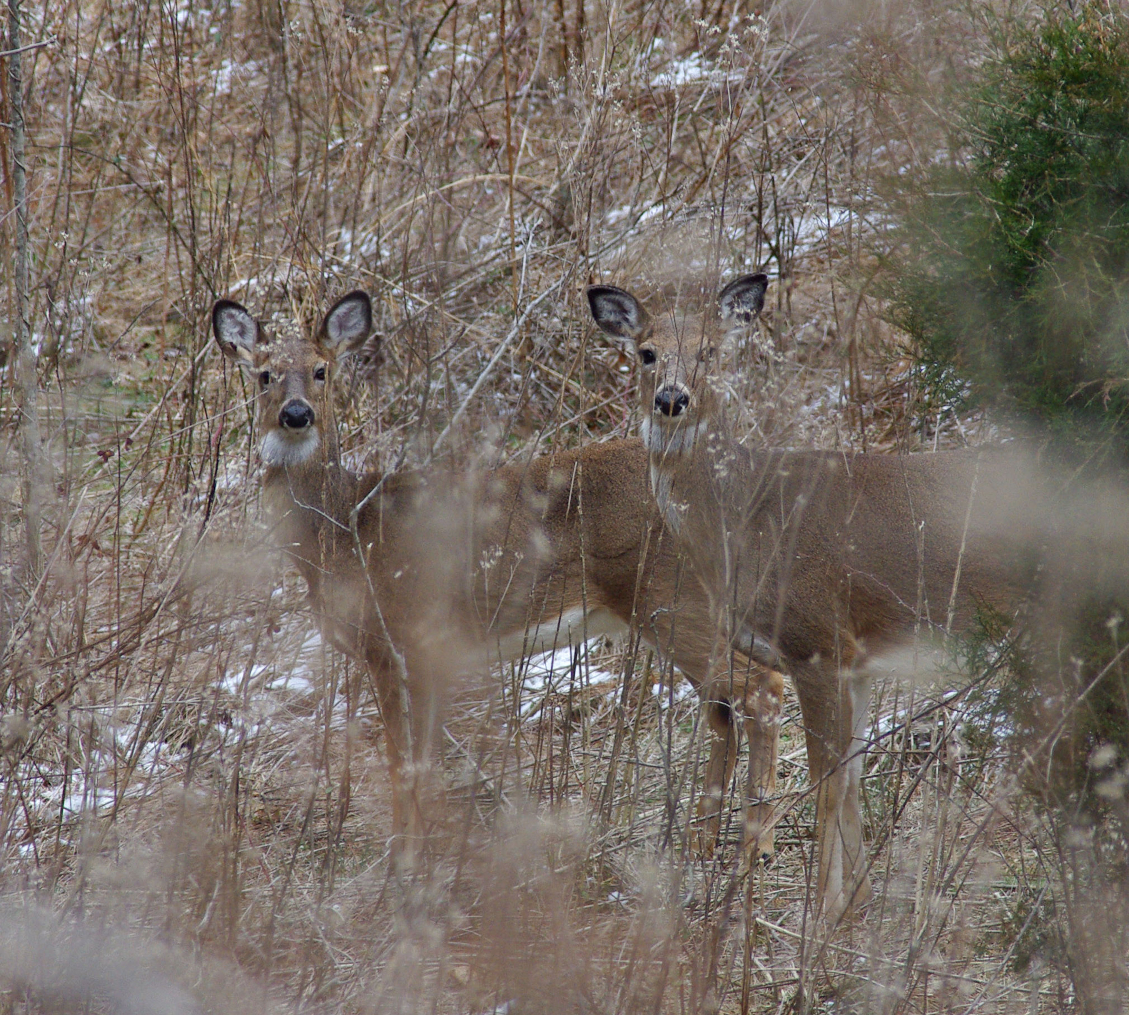 Deer on trail. Photo by Warriors' Path State Park.