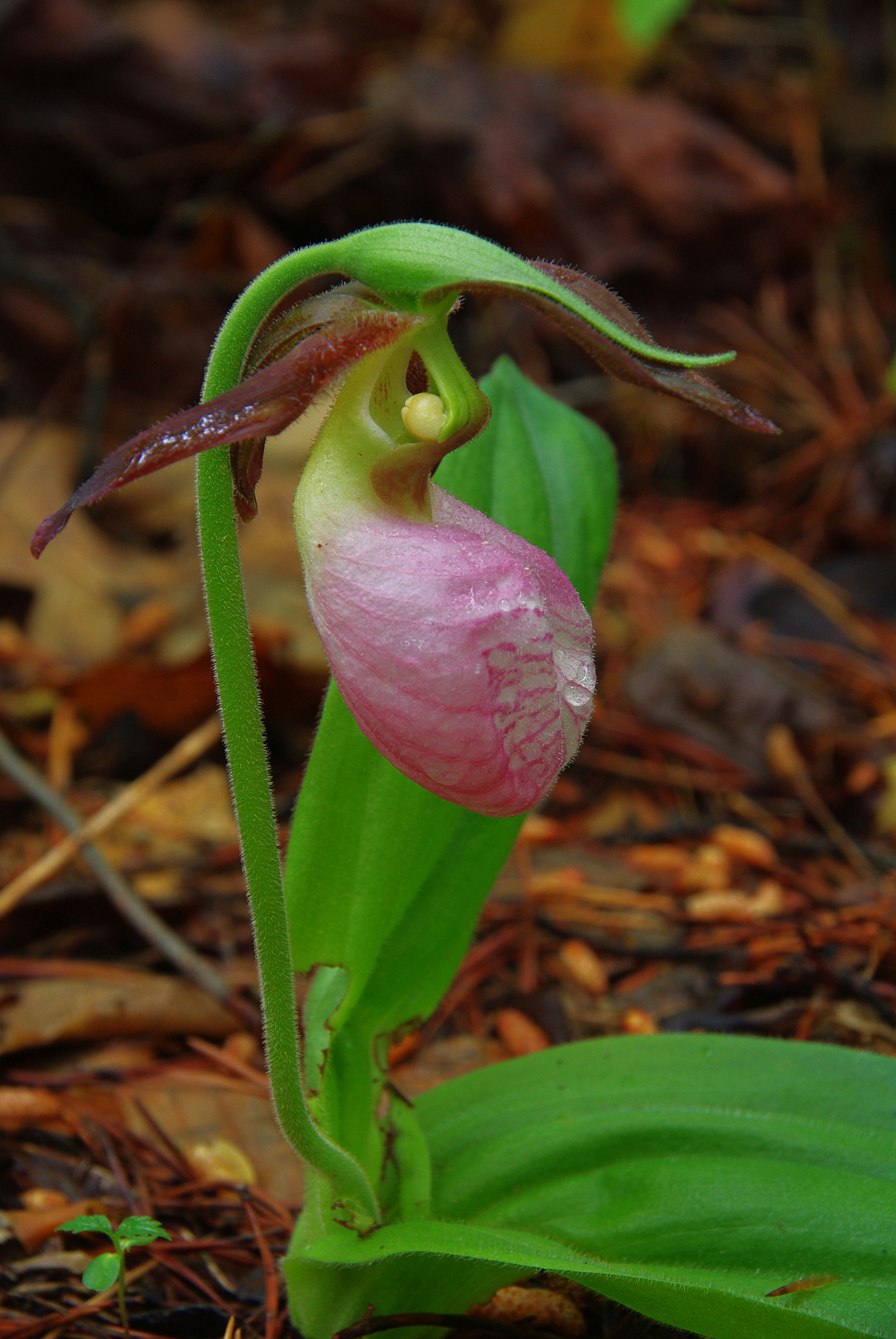 Pink Lady Slipper Orchid. Photo by Warriors' Path State Park.