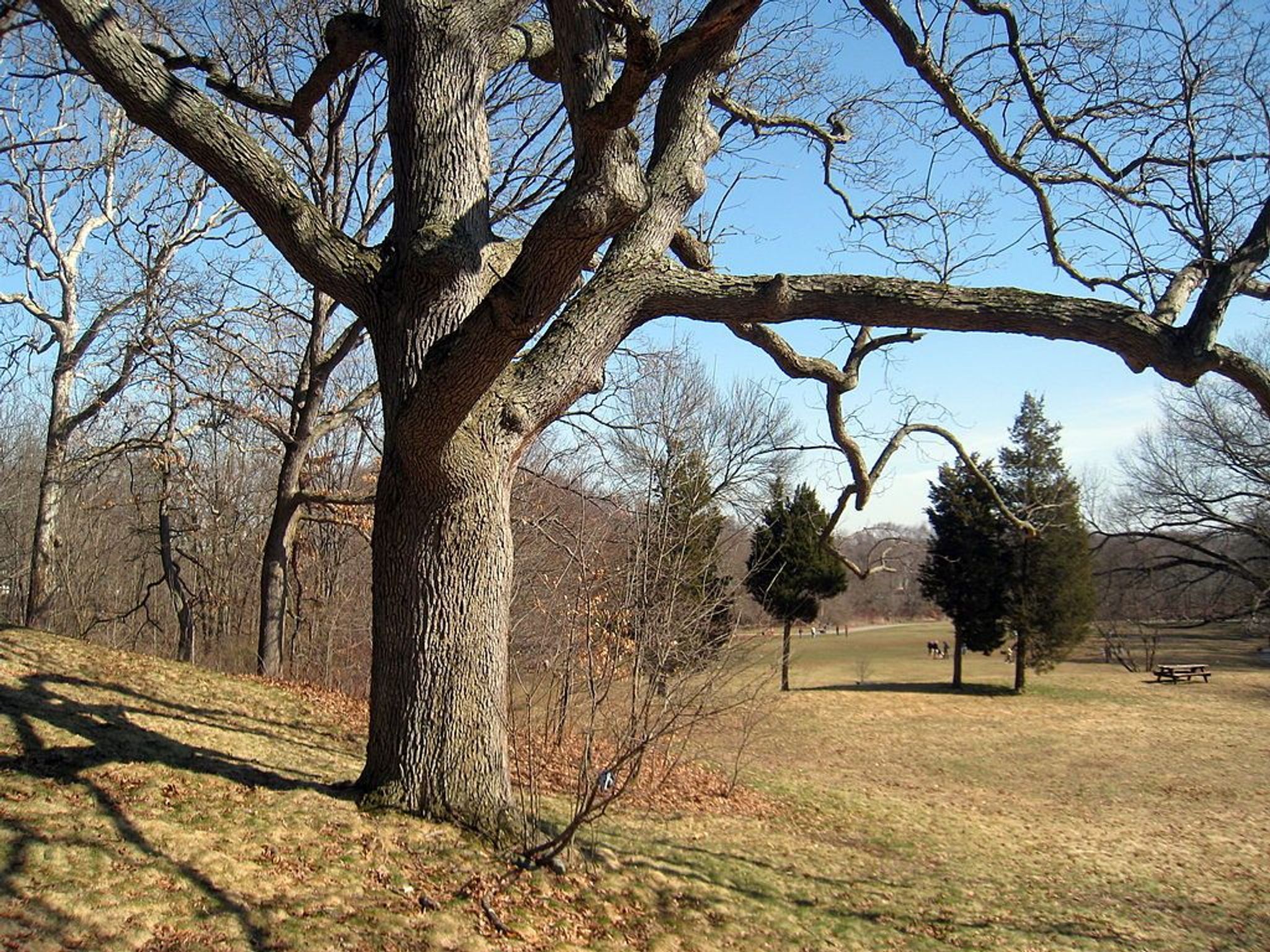 One of the 22 white oak trees known as the Waverly Oaks. Photo by Daderot.