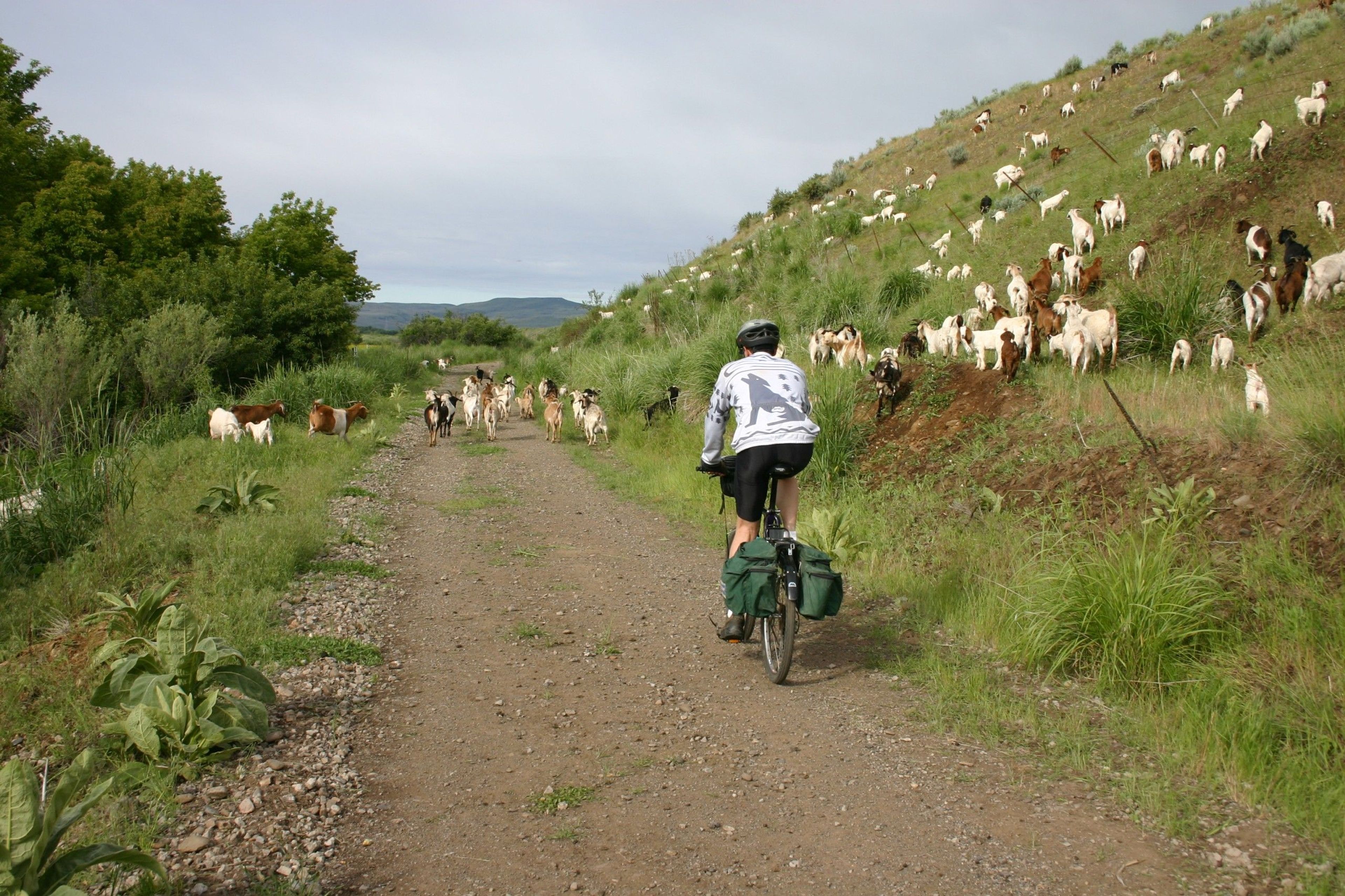 Goat crossing. Photo by Friends of the Weiser River Tr.