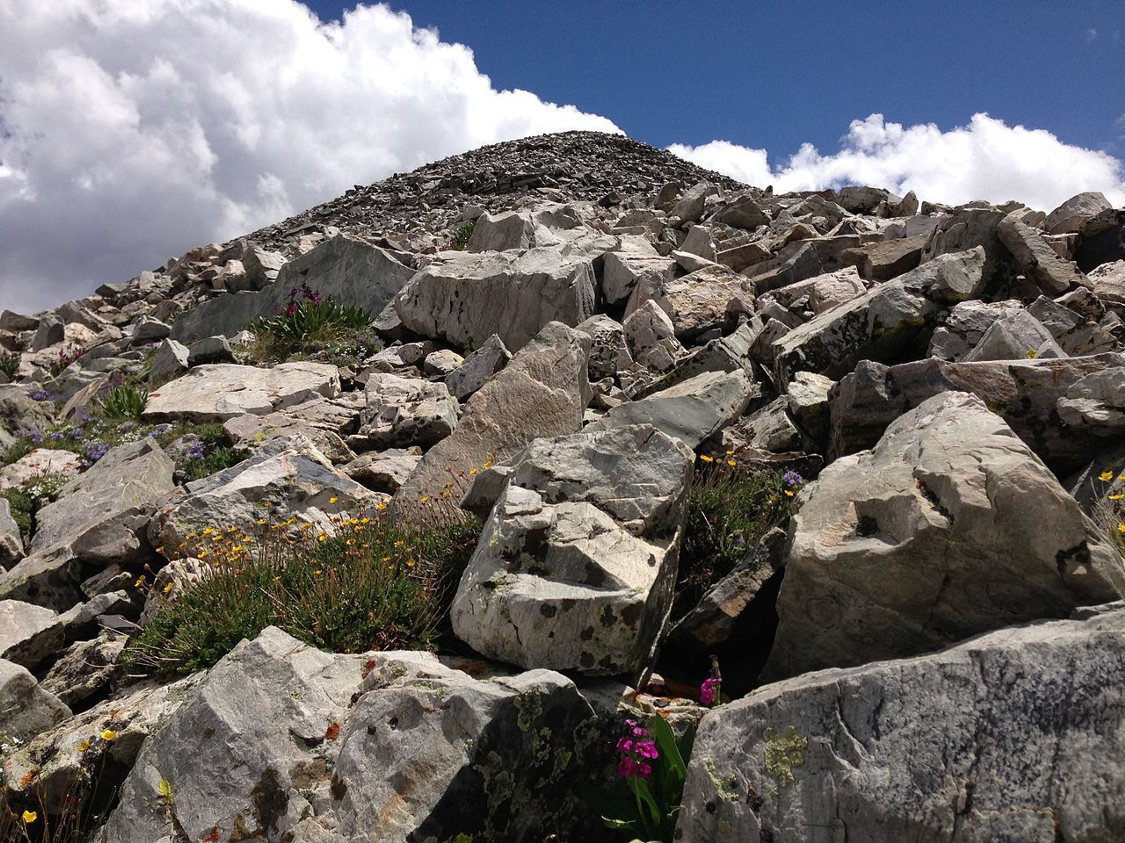 Alpine wildflowers near the summit of Wheeler Peak. Photo by Famartin.