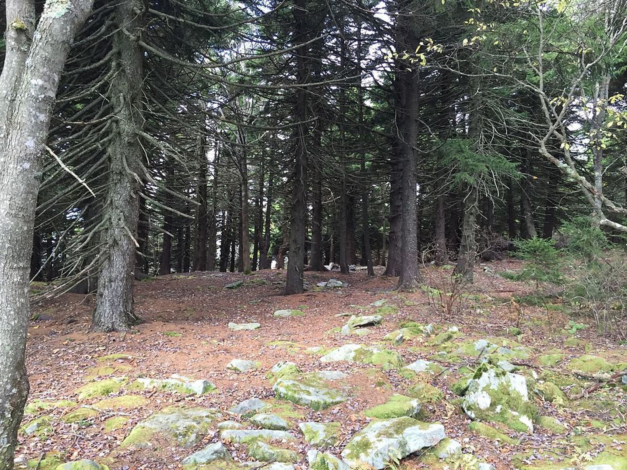 Red Spruce forest along the Whispering Spruce Trail just south of Spruce Knob, West Virginia. Photo by Famartin.