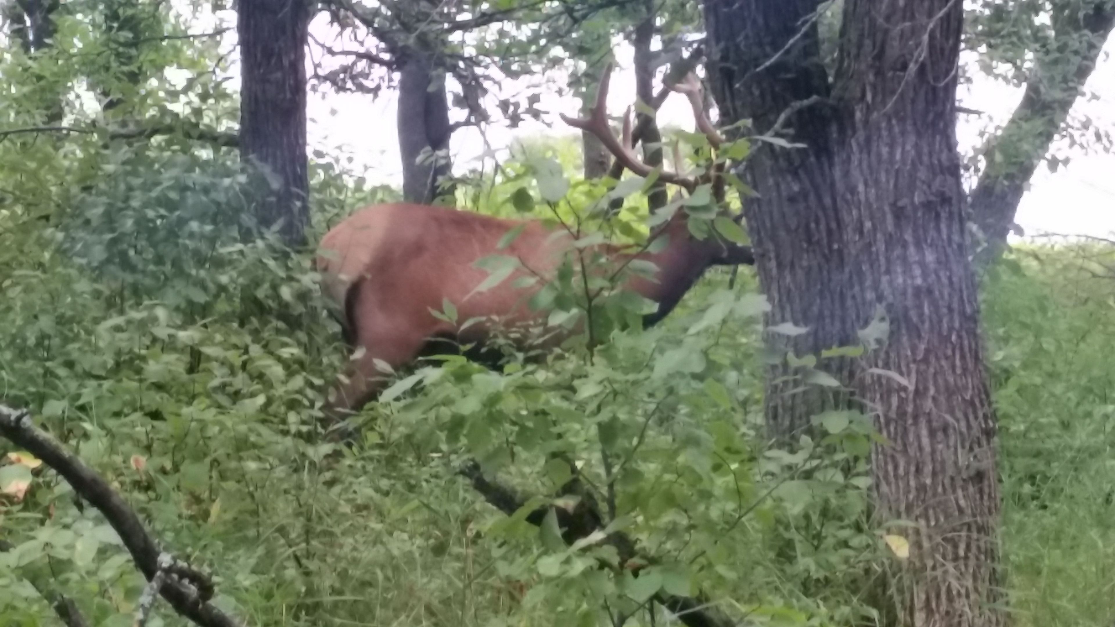 Elk along the auto tour. Photo by Wendy Schmeichel.