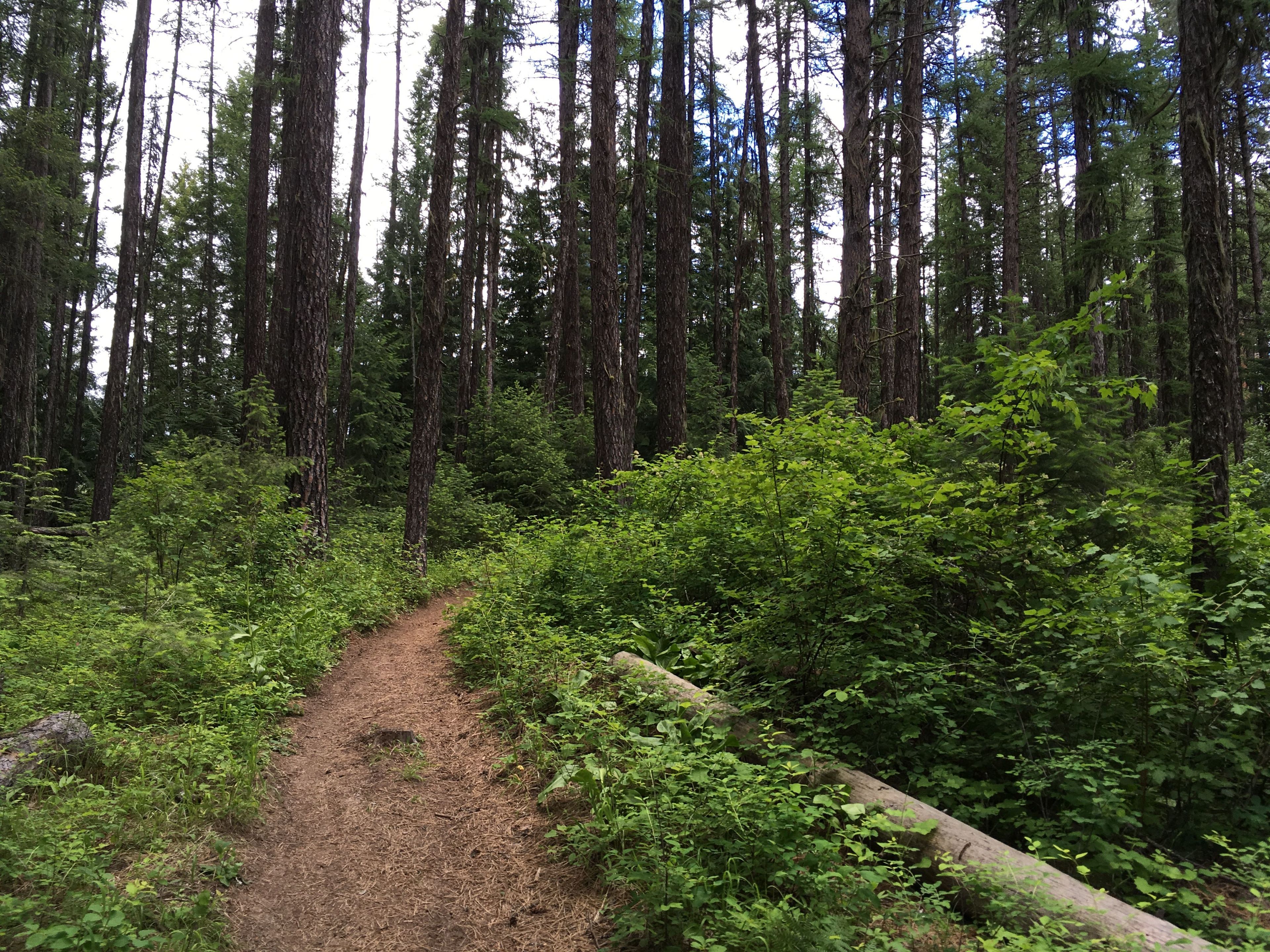 Vividly green plant life surrounds the trail. Photo by Katie Rapp.