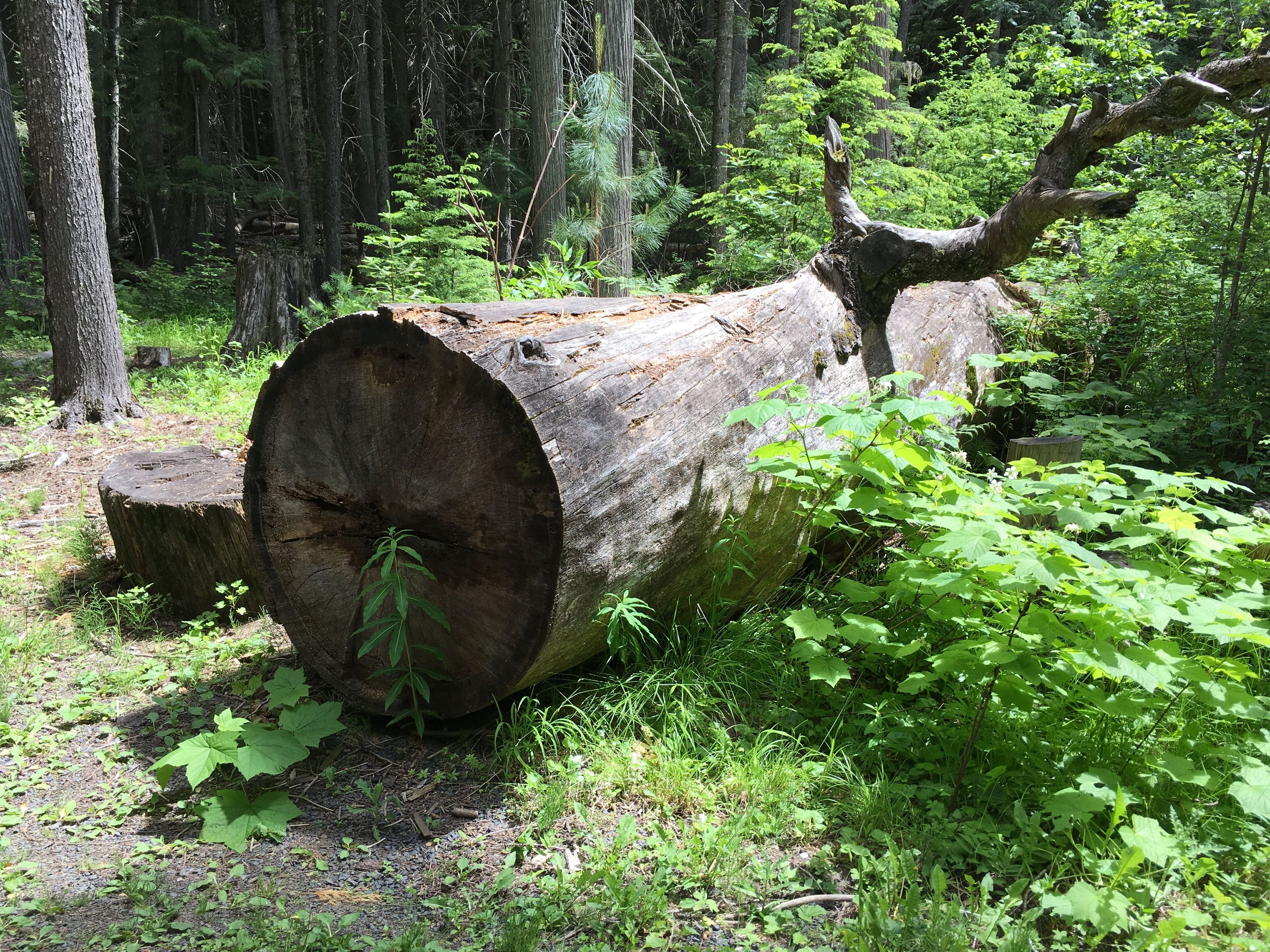 Giant White Pine. Photo by Katie Rapp.