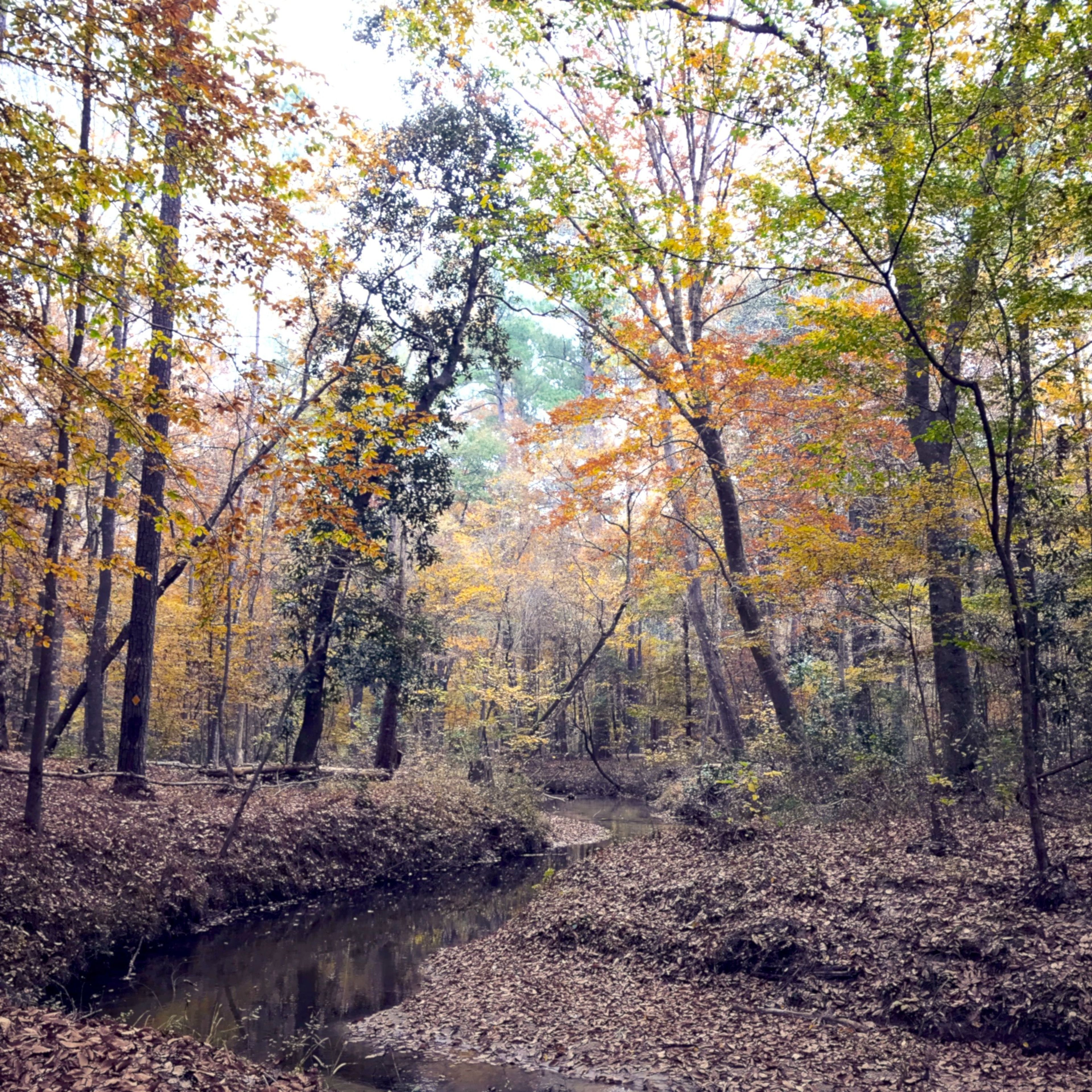 Long Branch Creek in Segment 5. Photo by J Aubrey Bolen.