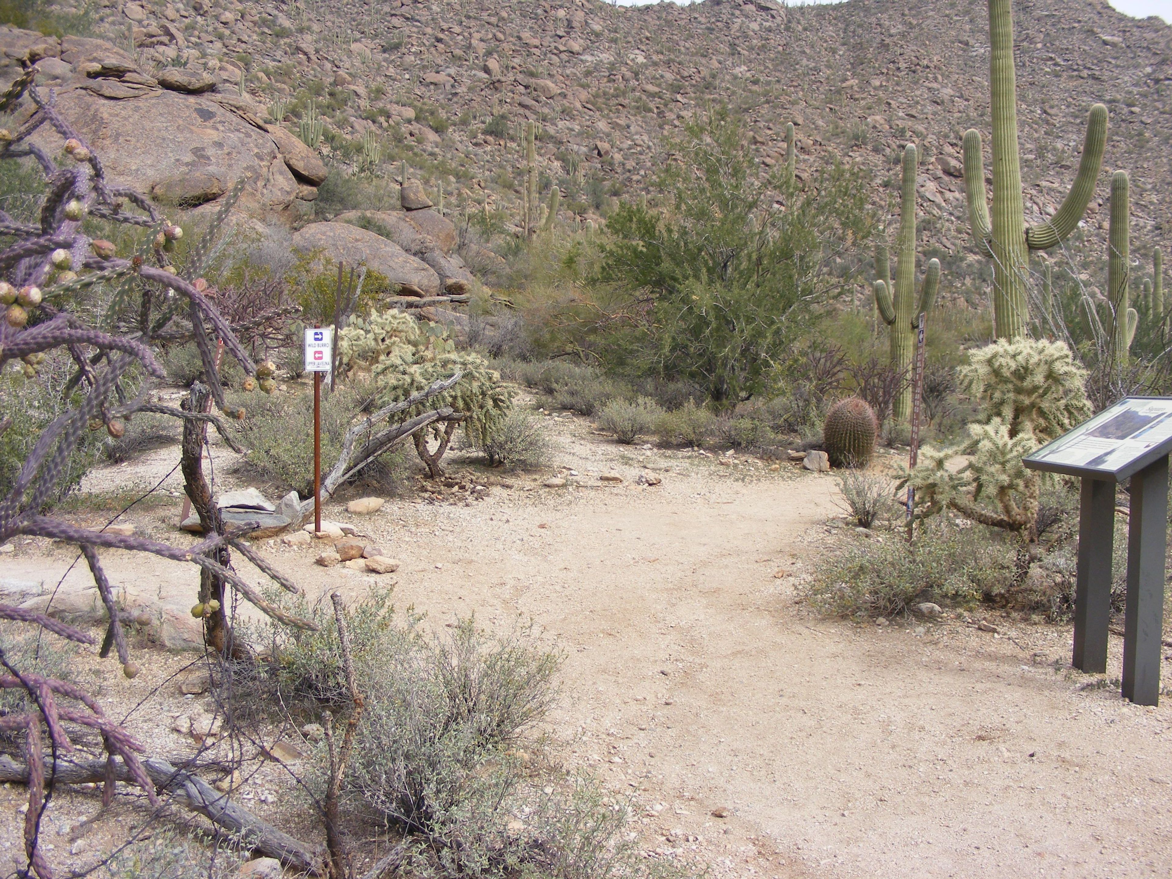 Wild Burro Trail