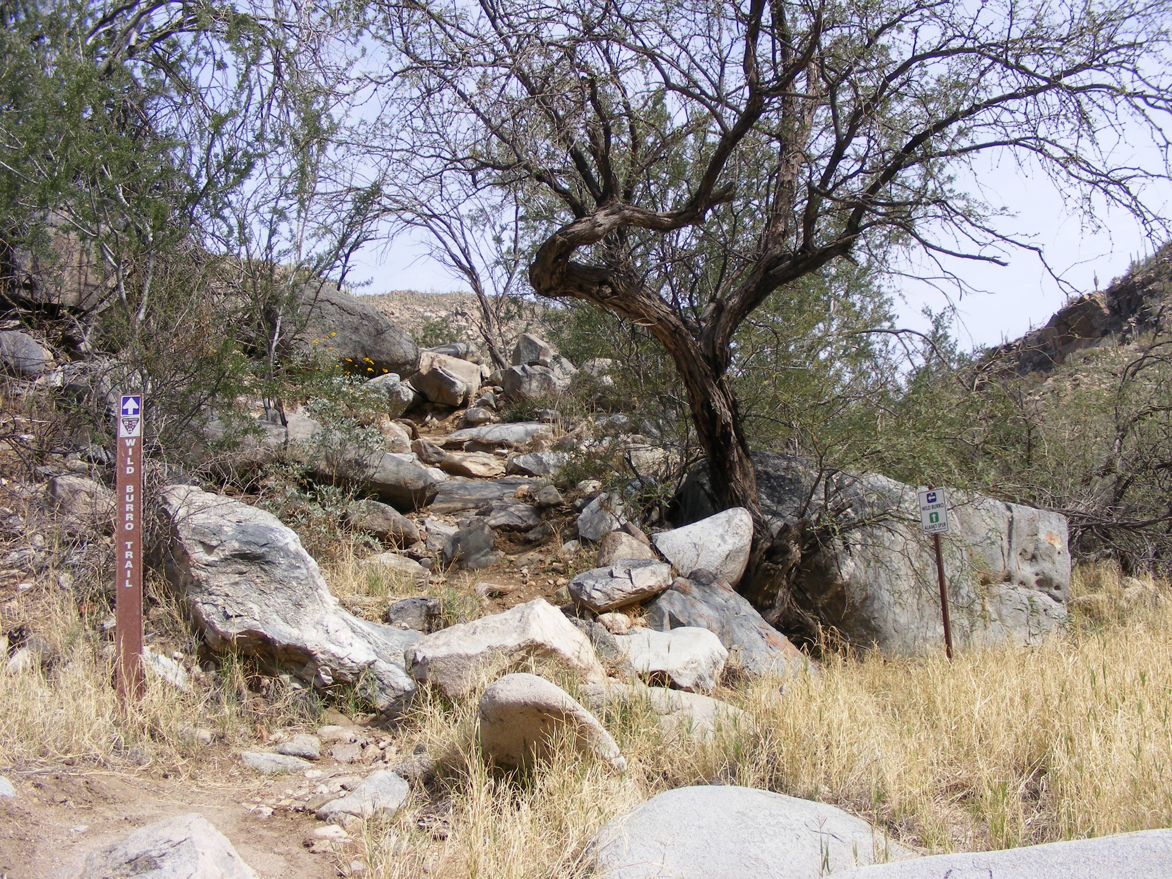 Wild Burro Trail