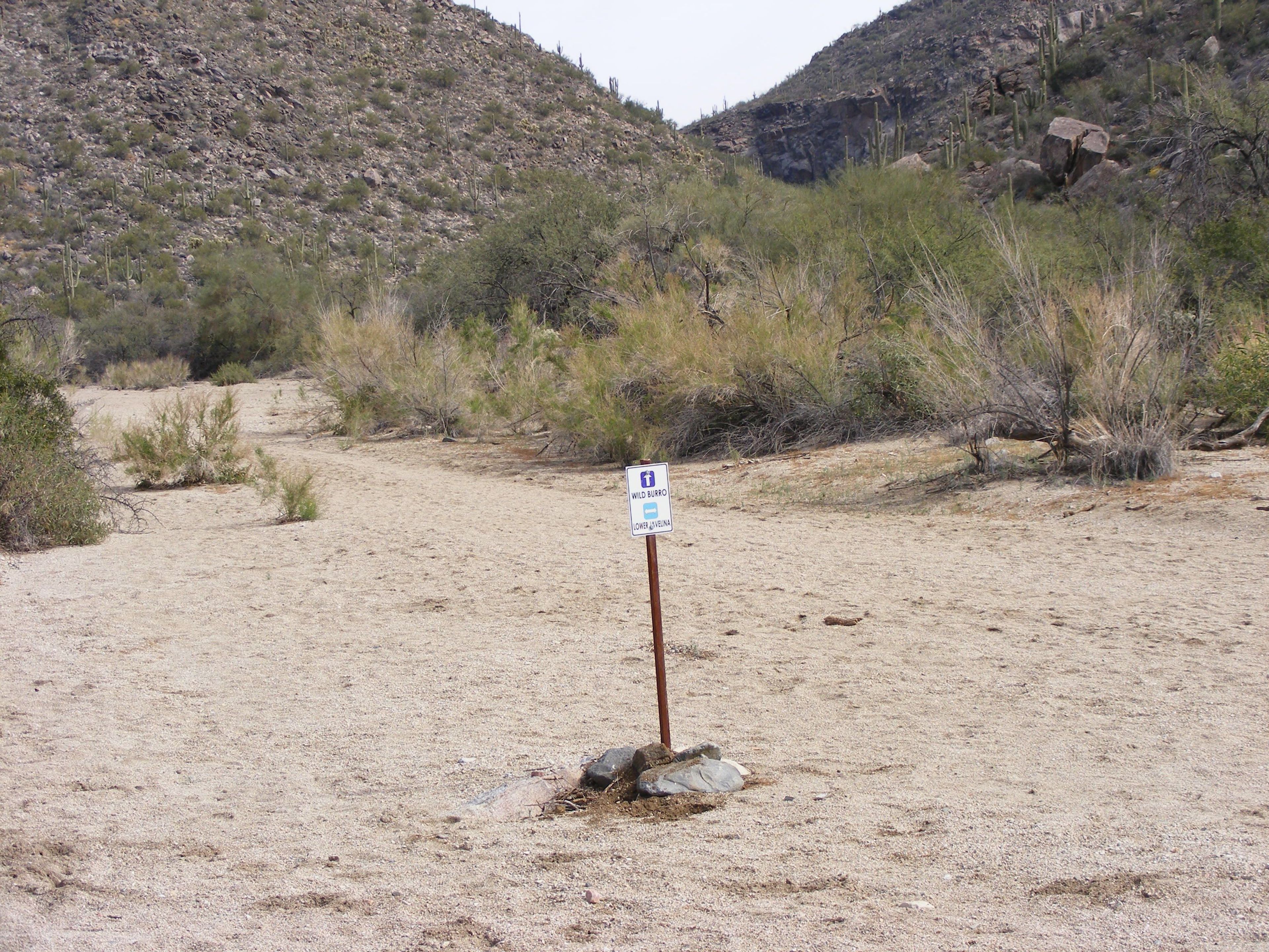 Wild Burro Trail