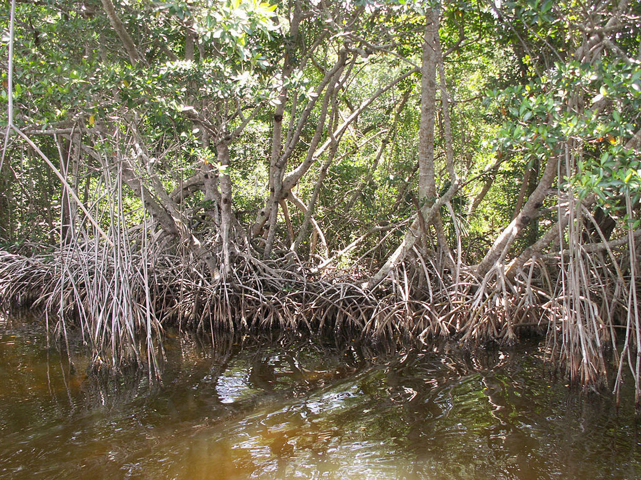 Red mangrove trees along the Buttonwood Canal near Flamingo in Everglades National Park. Photo by Moni3.