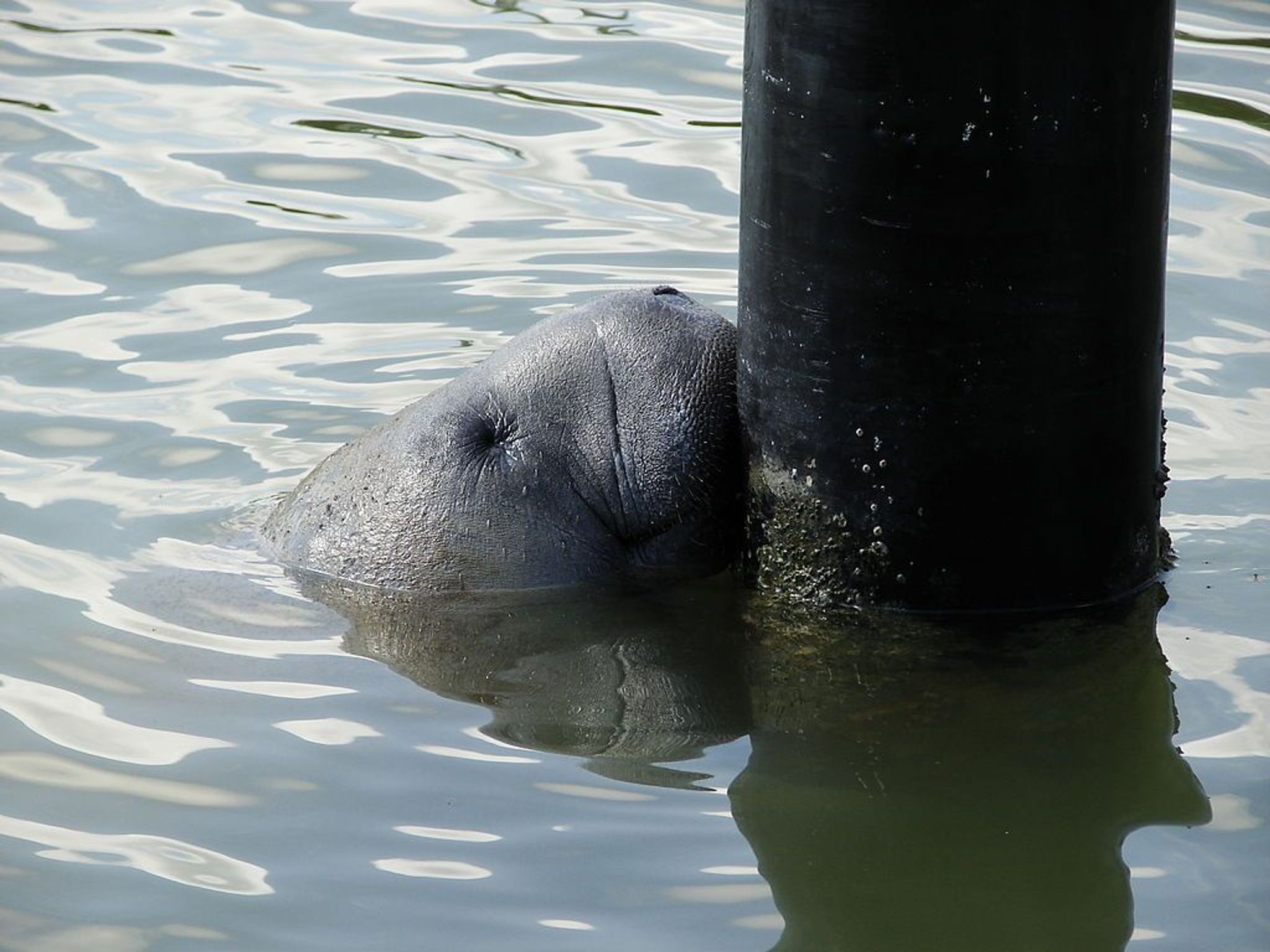 Manatee Flamingo Marina. Photo by NPSPhoto, A.Danneker.