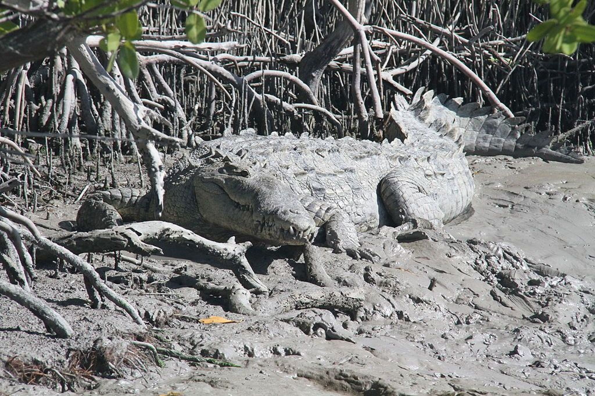 American Crocodile on bank near Flamingo, Florida in Everglades National Park. Photo by Chaputjp.