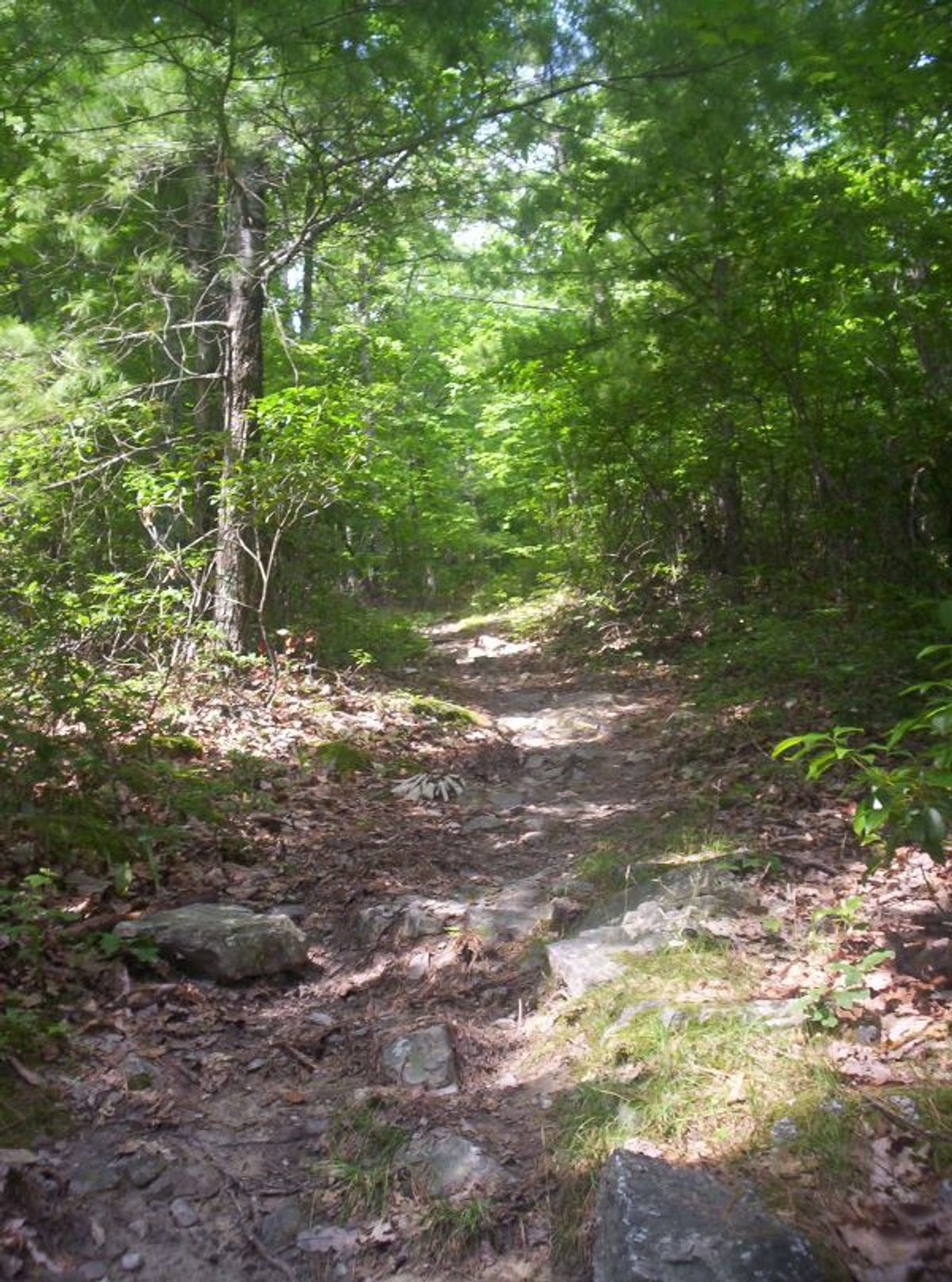 An uphill on the Wild Oak Trail. Photo by Omarcheeseboro/wiki.