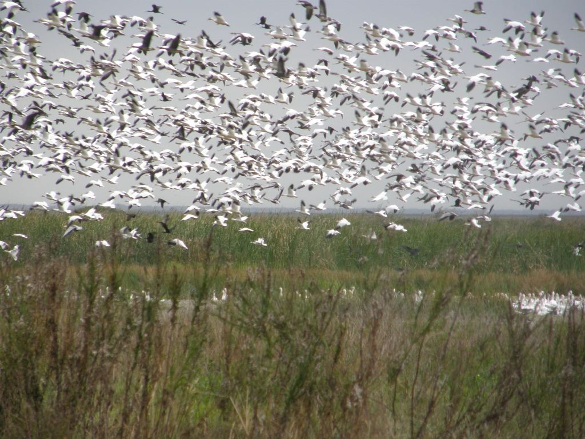 Snow Geese in the Anahuac Wildlife Refuge. Photo by Linda MacPhee-Cobb.