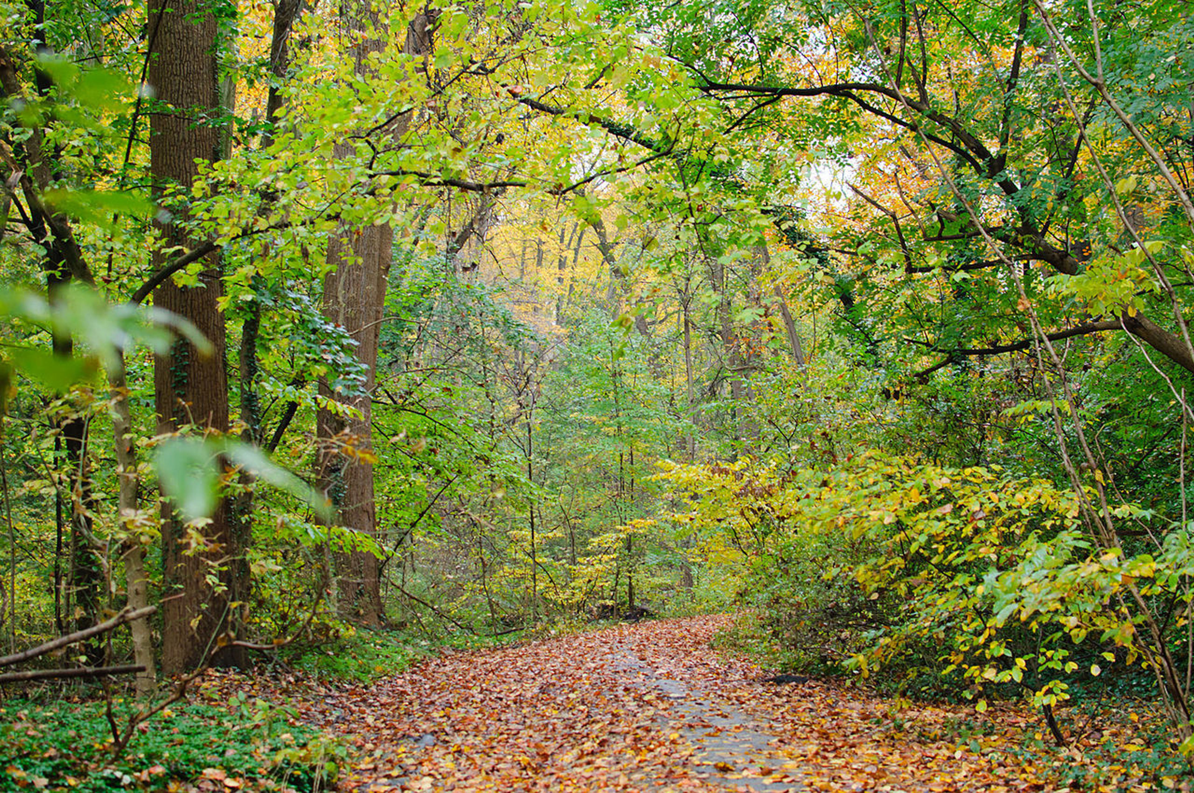 Wissahickon Valley fall foliage. Photo by Insapphowetrust.