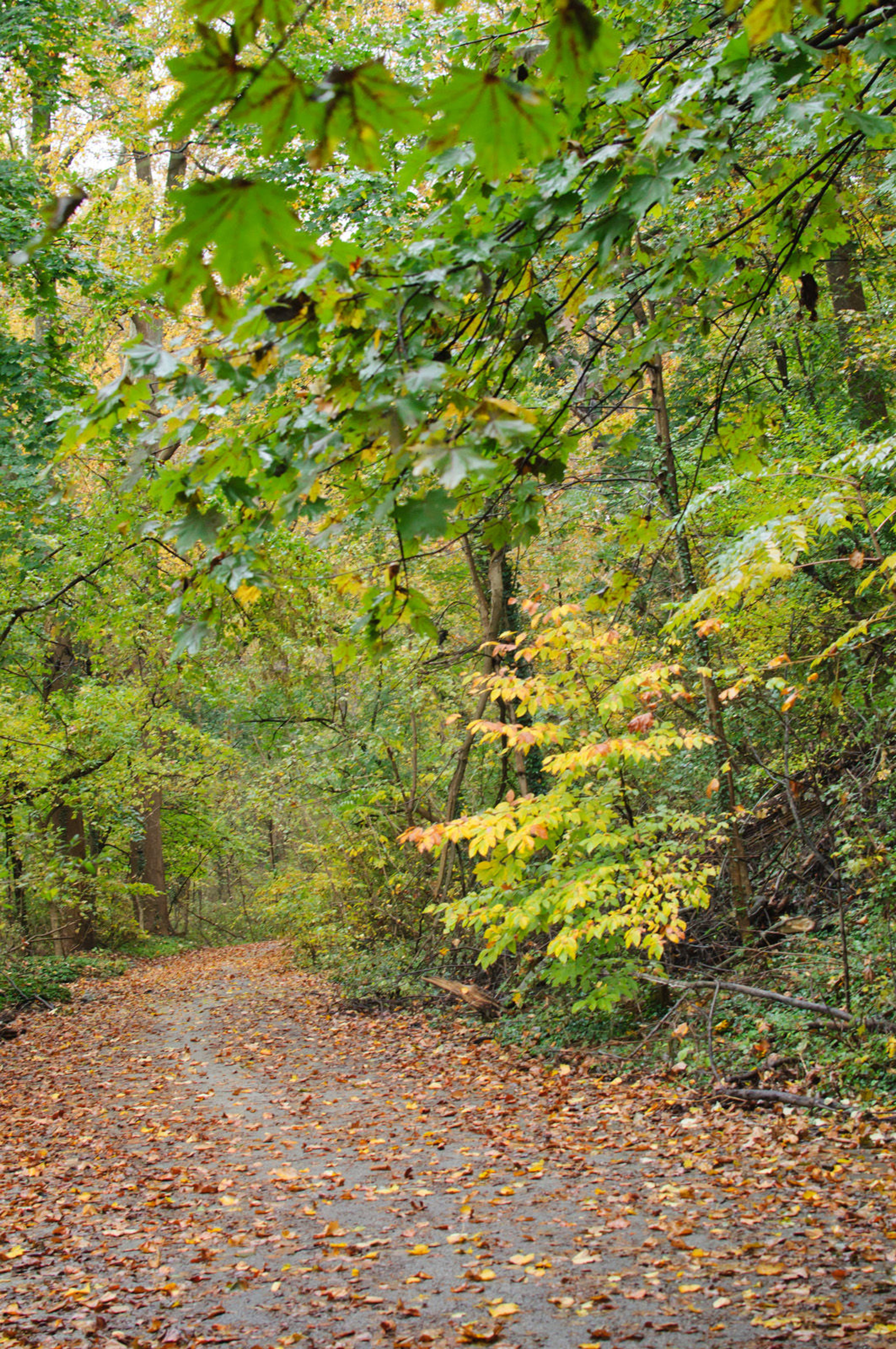 Wissahickon Valley fall foliage. Photo by Insapphowetrust.