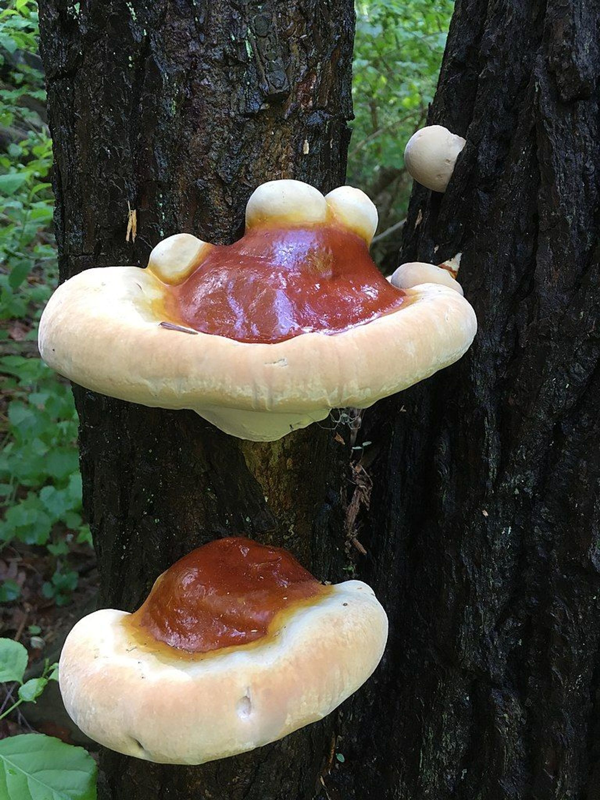 Ganoderma tsugae Murrill in Wissahickon Valley Park. Photo by geraldine.