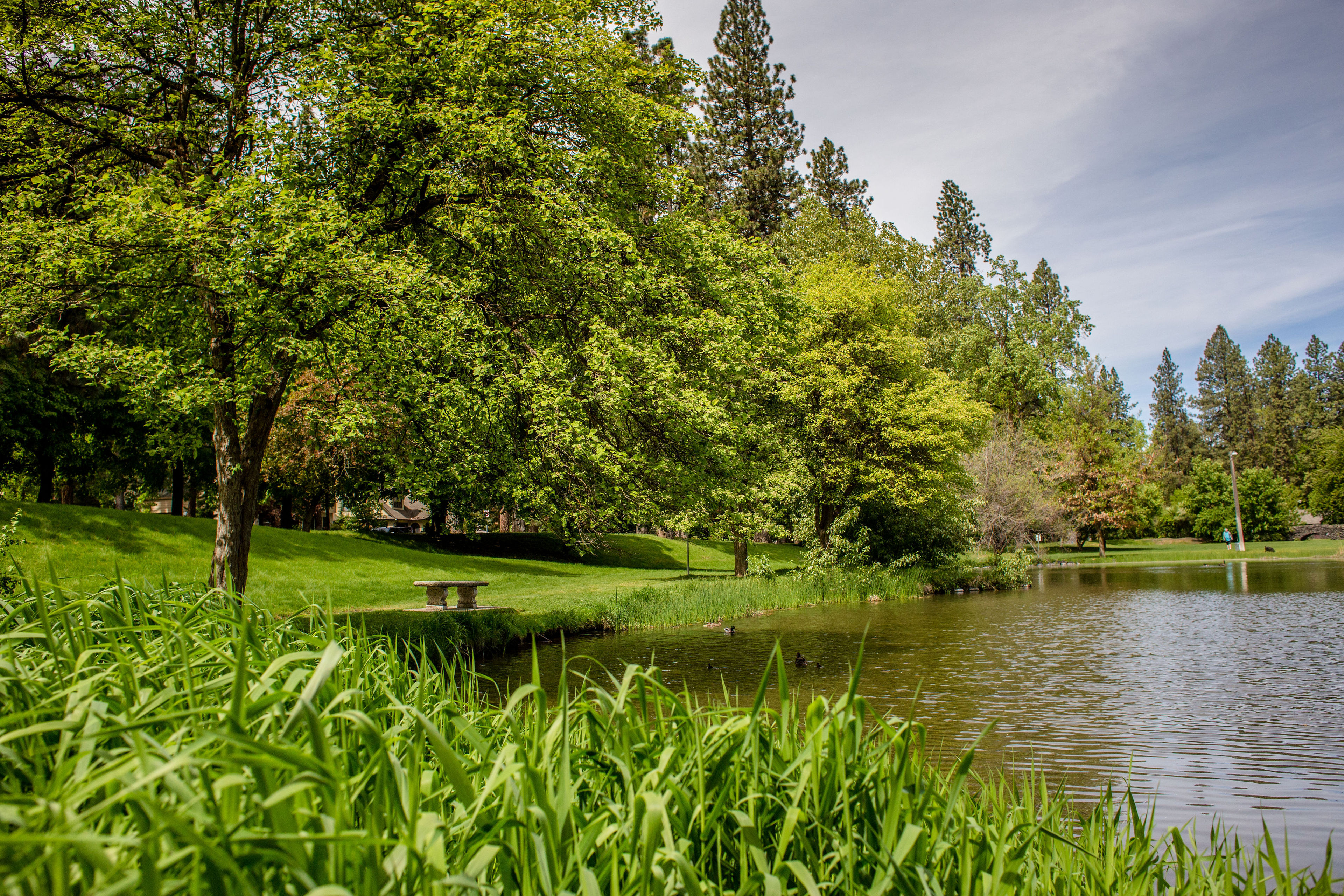 The pond at Cannon Hill Park