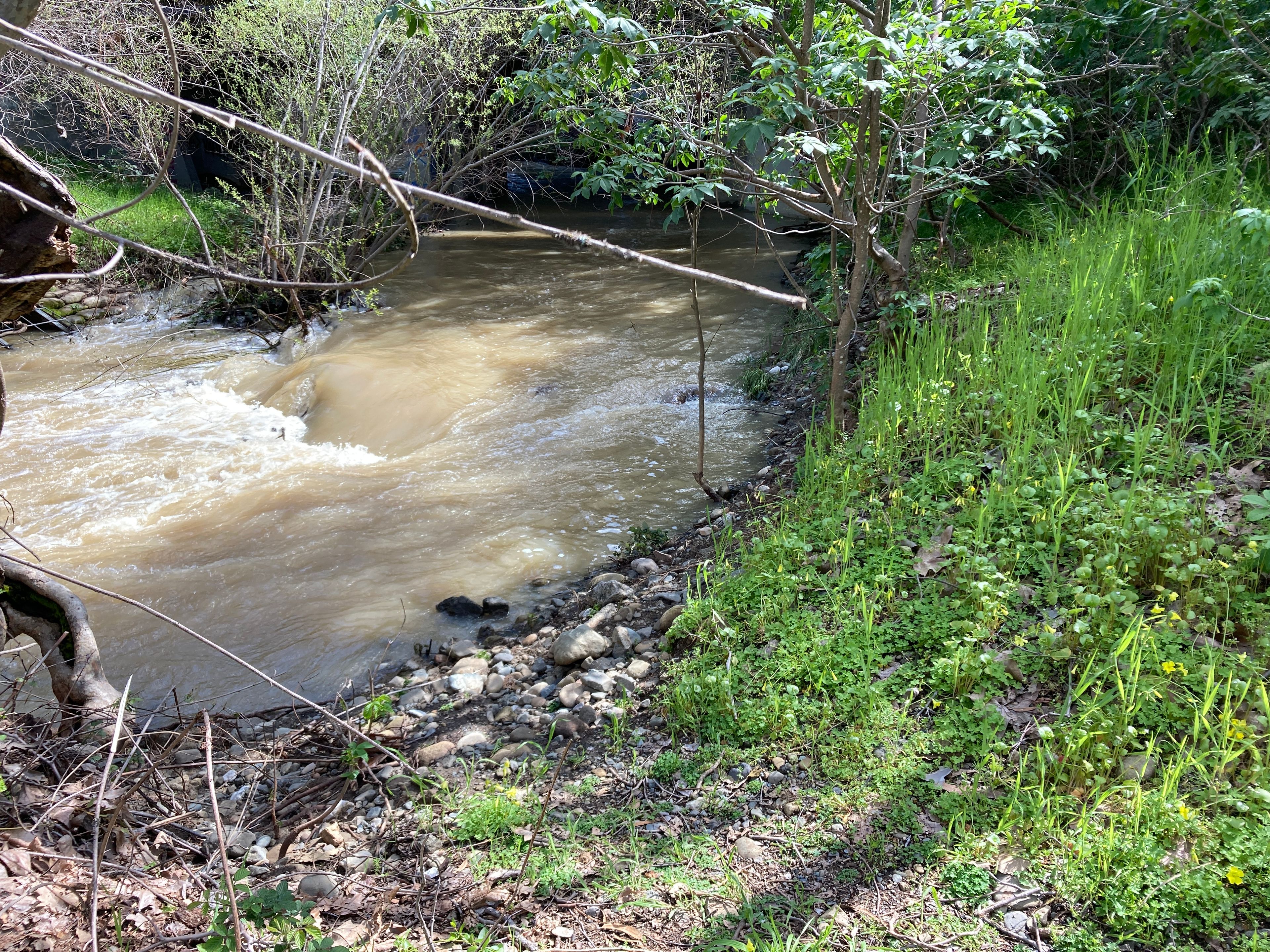 Stevens Creek looking south-ish towards where it passes under Stevens Creek Blvd. in Cupertino