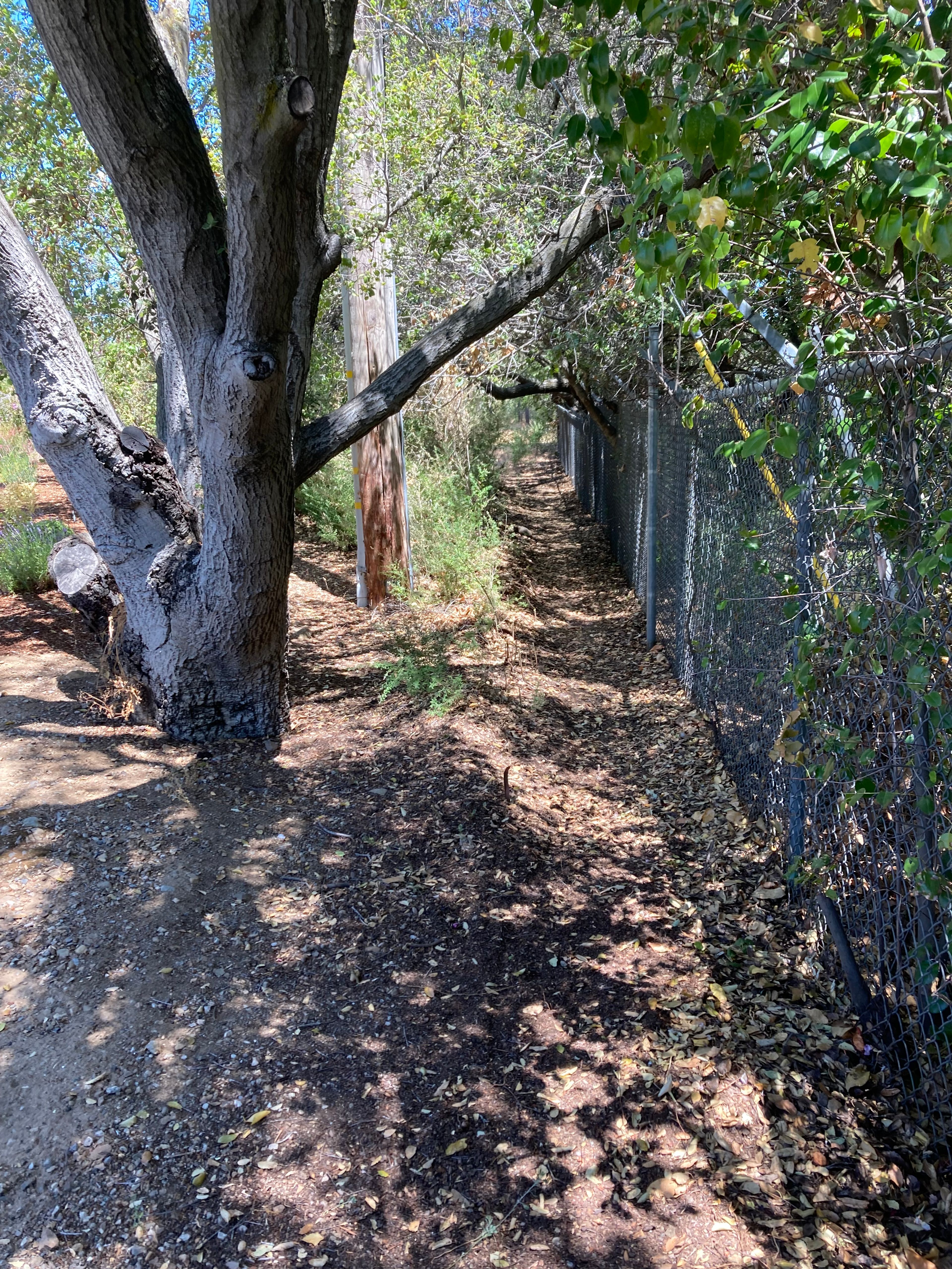 This is a narrow trail heading north along a chainlink fence from the corner of Crescent Court towards Varian Park