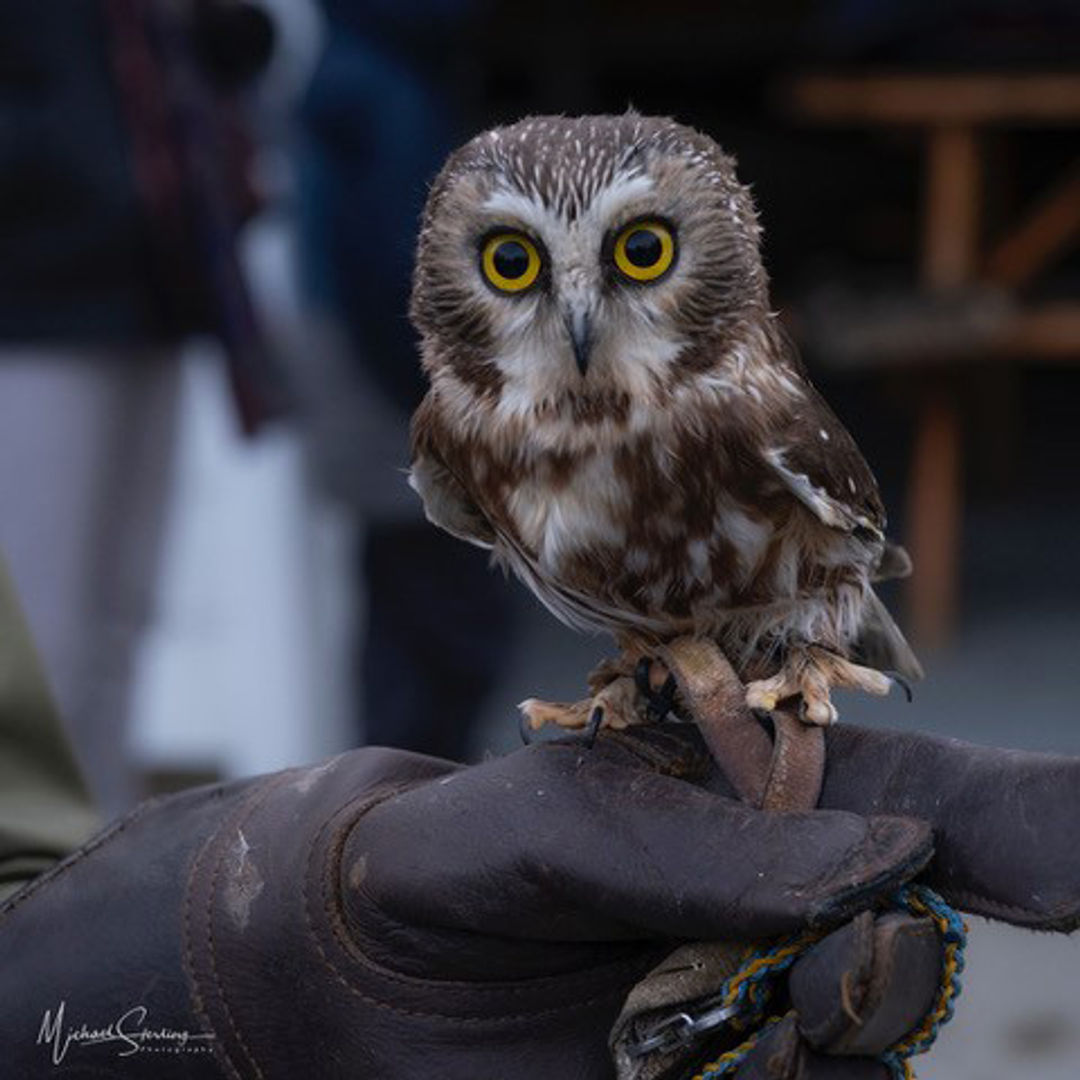 A saw whet owl on a gloved hand.