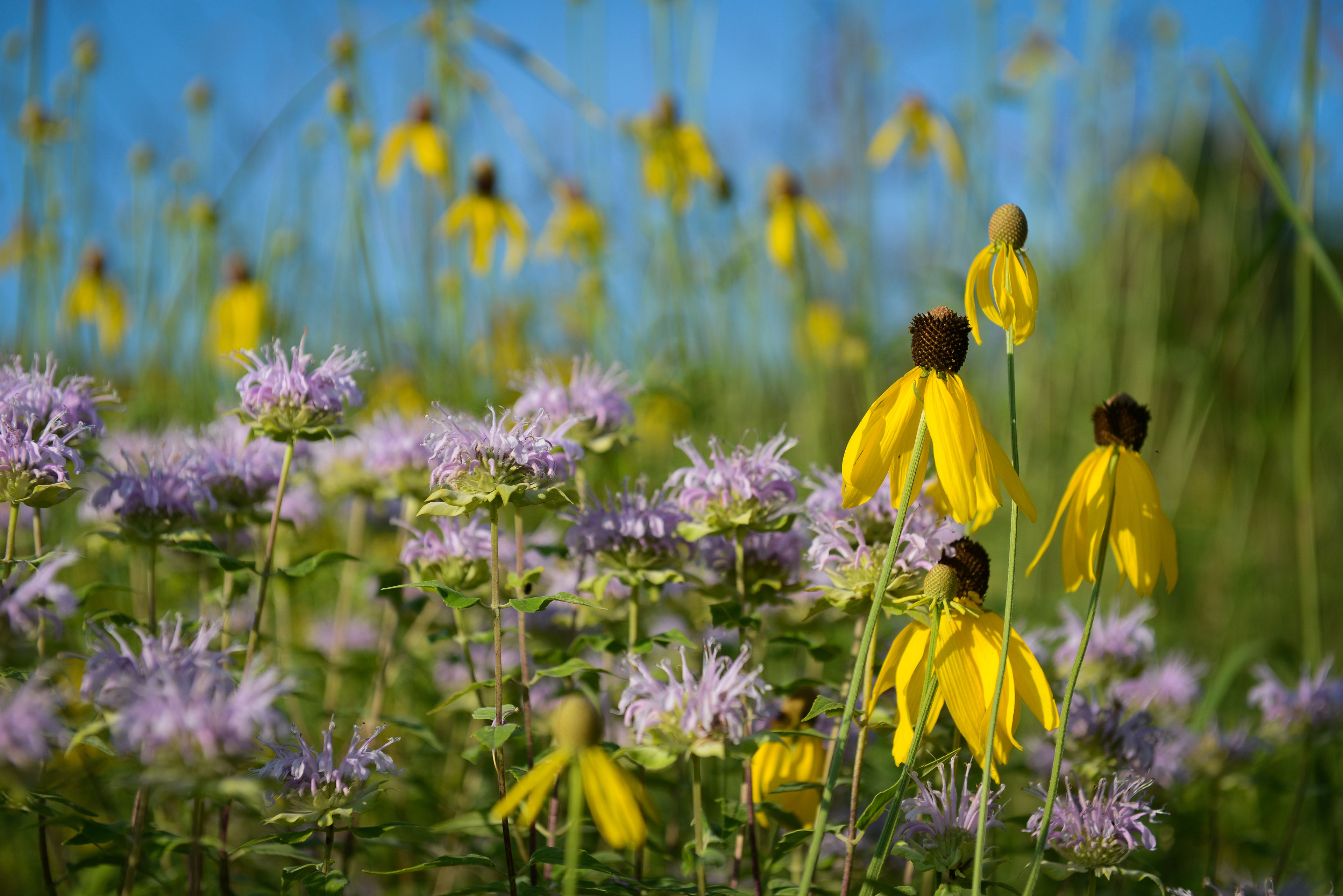 Photo of wildflowers