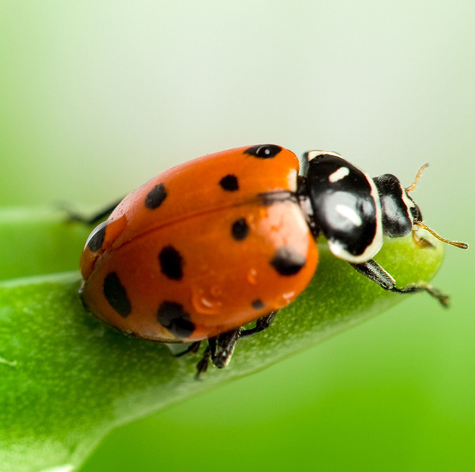 Convergent Lady Beetle on a green leaf