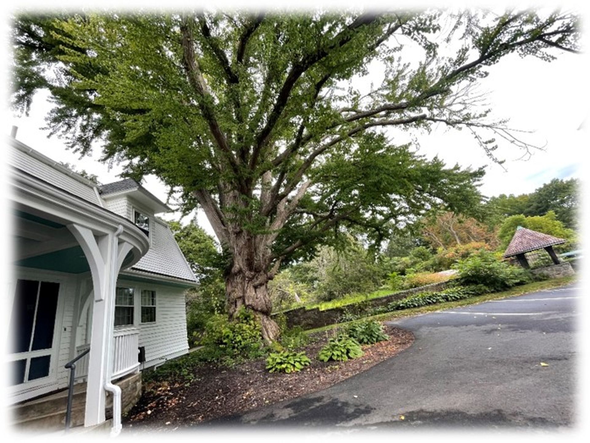 A photo of the Katsura tree in the courtyard.