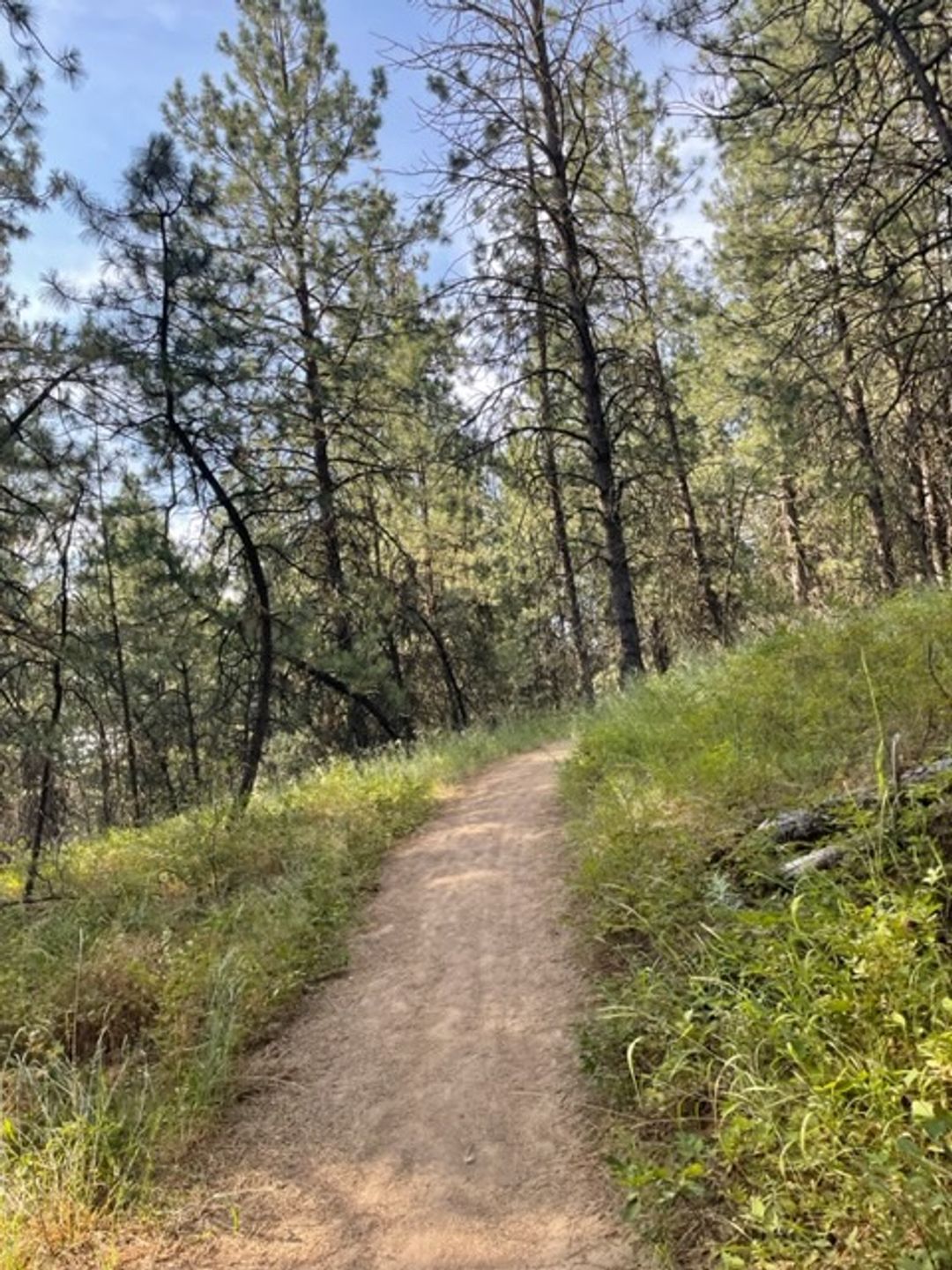 Nice section of natural surface trail