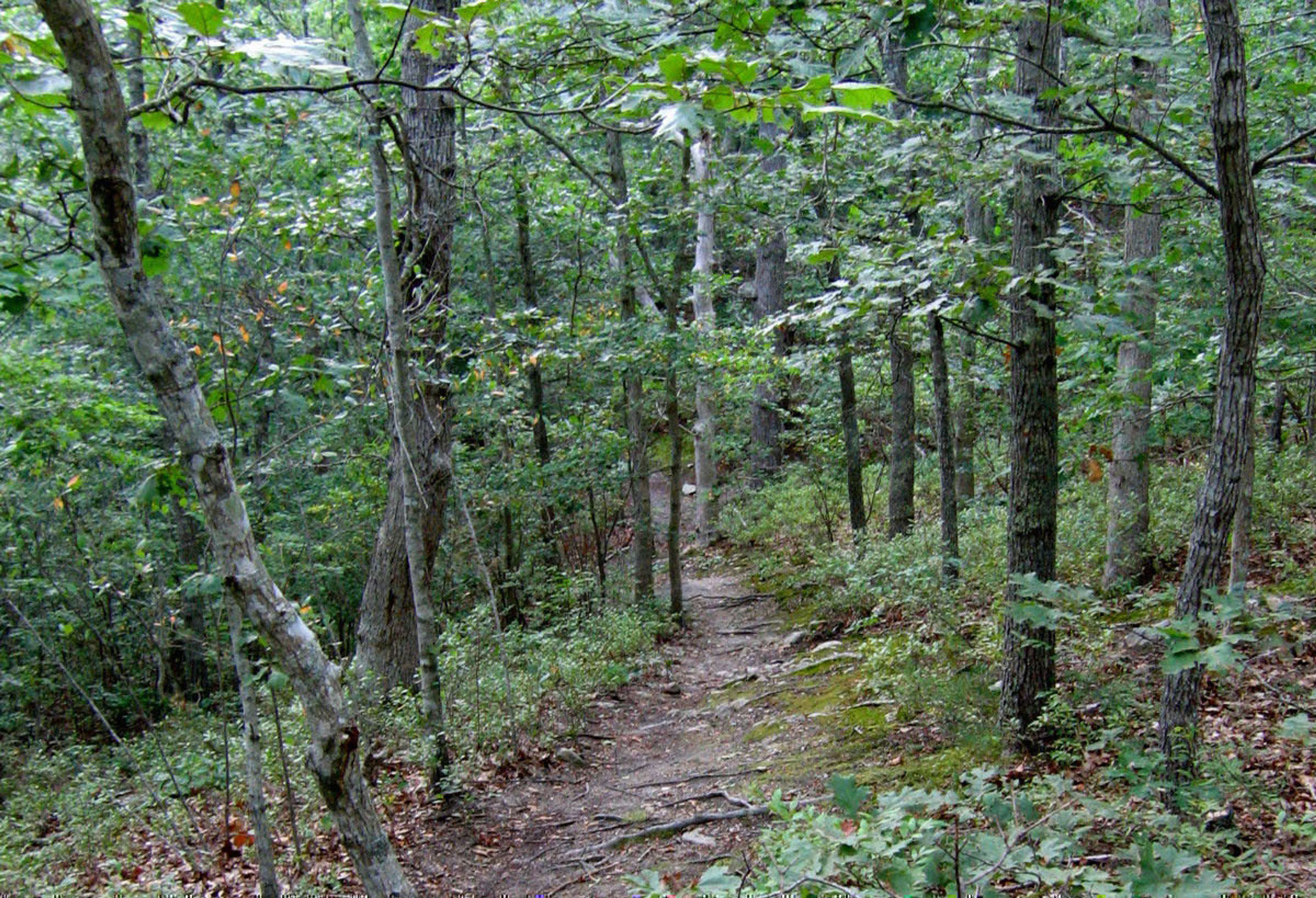 woods trail