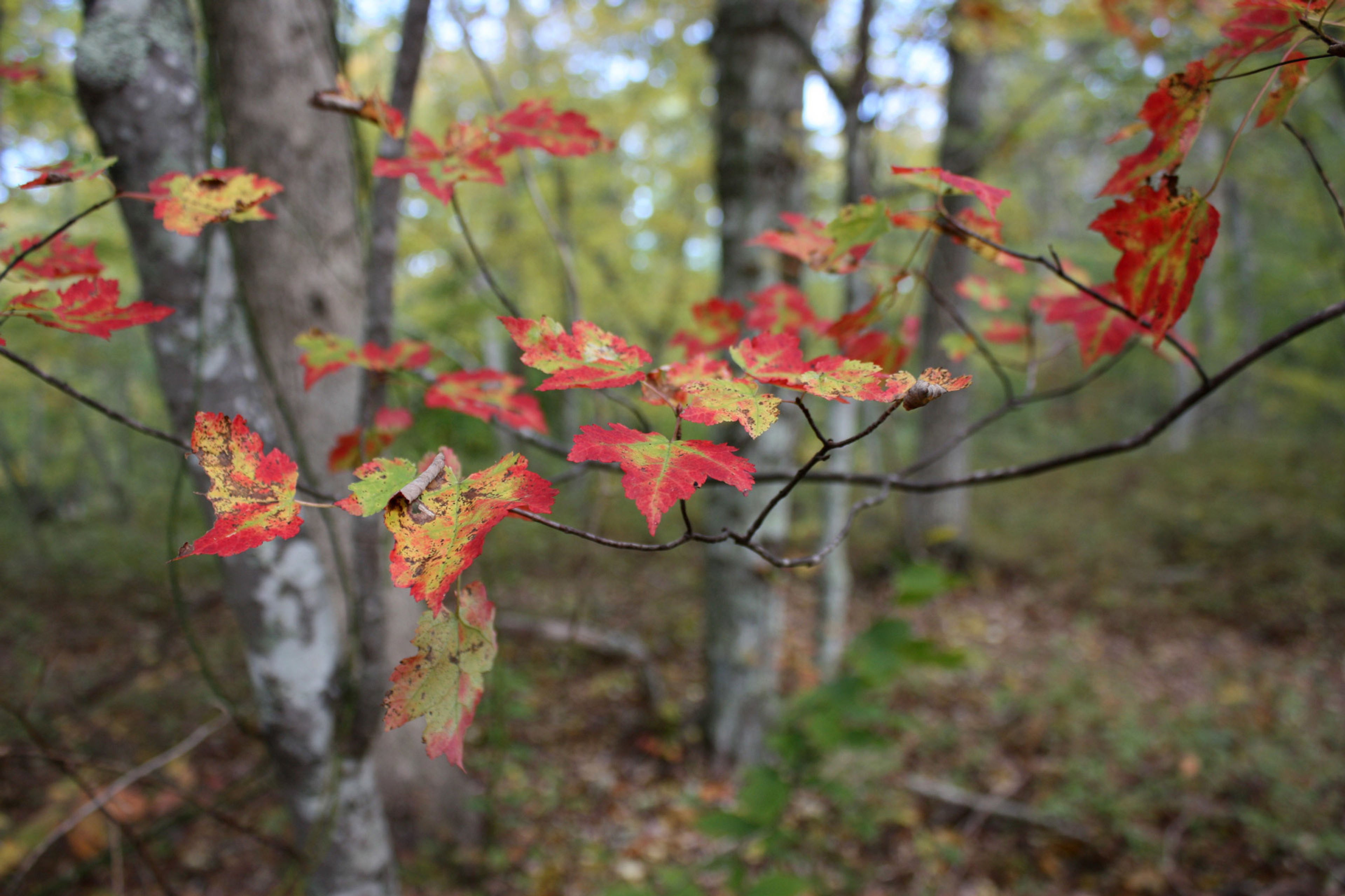 fall colors