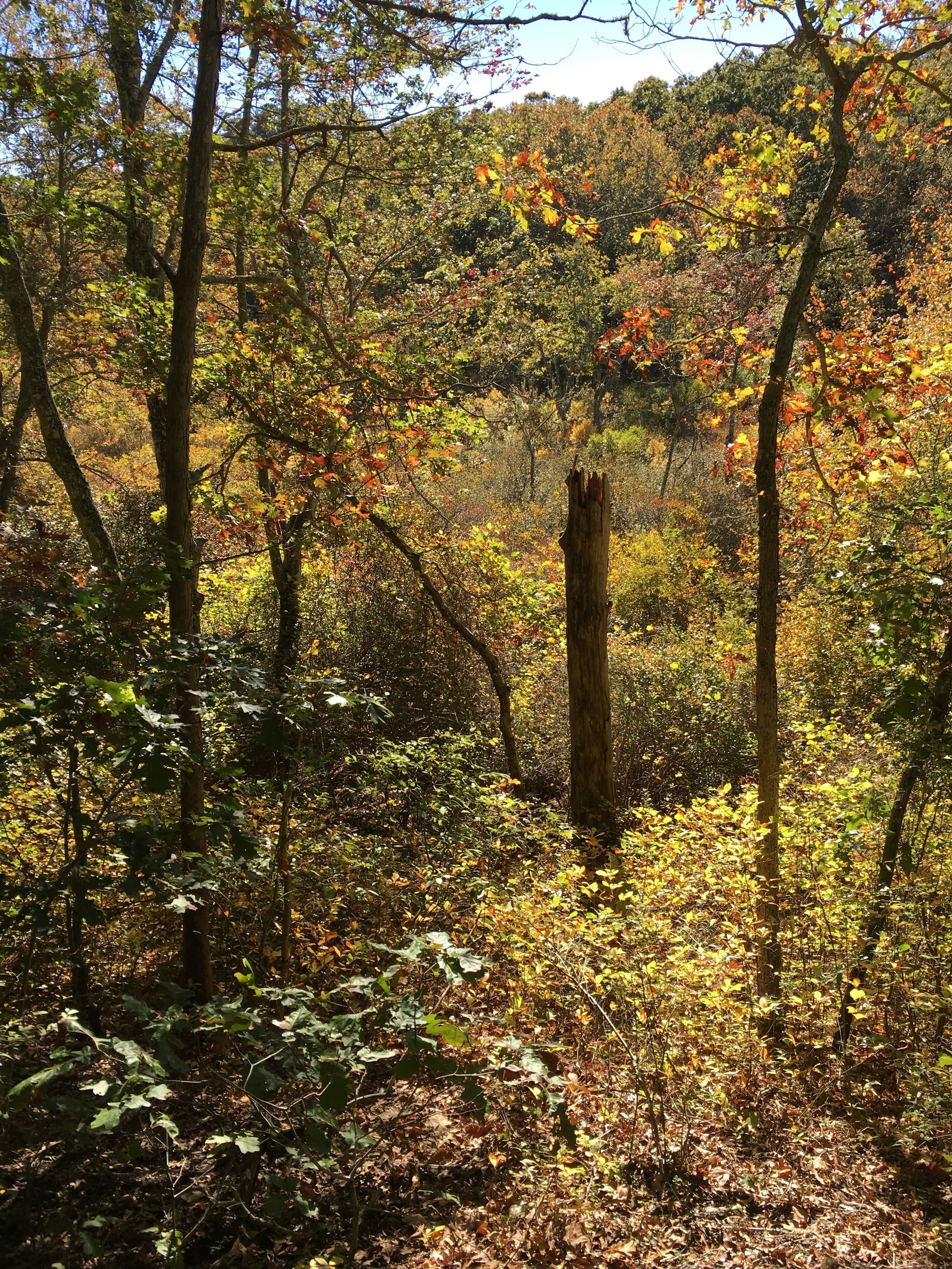 autumn view