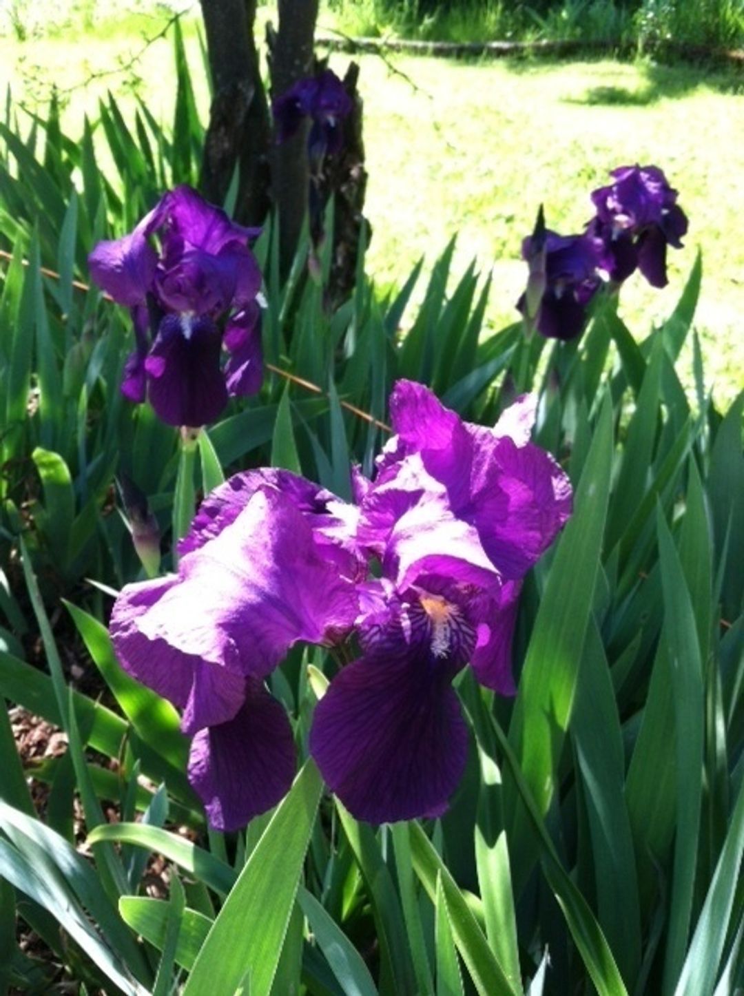 Purple Iris Flowers in Spring at the Noteware-Thomas House at Marshall Gold Discovery SHP