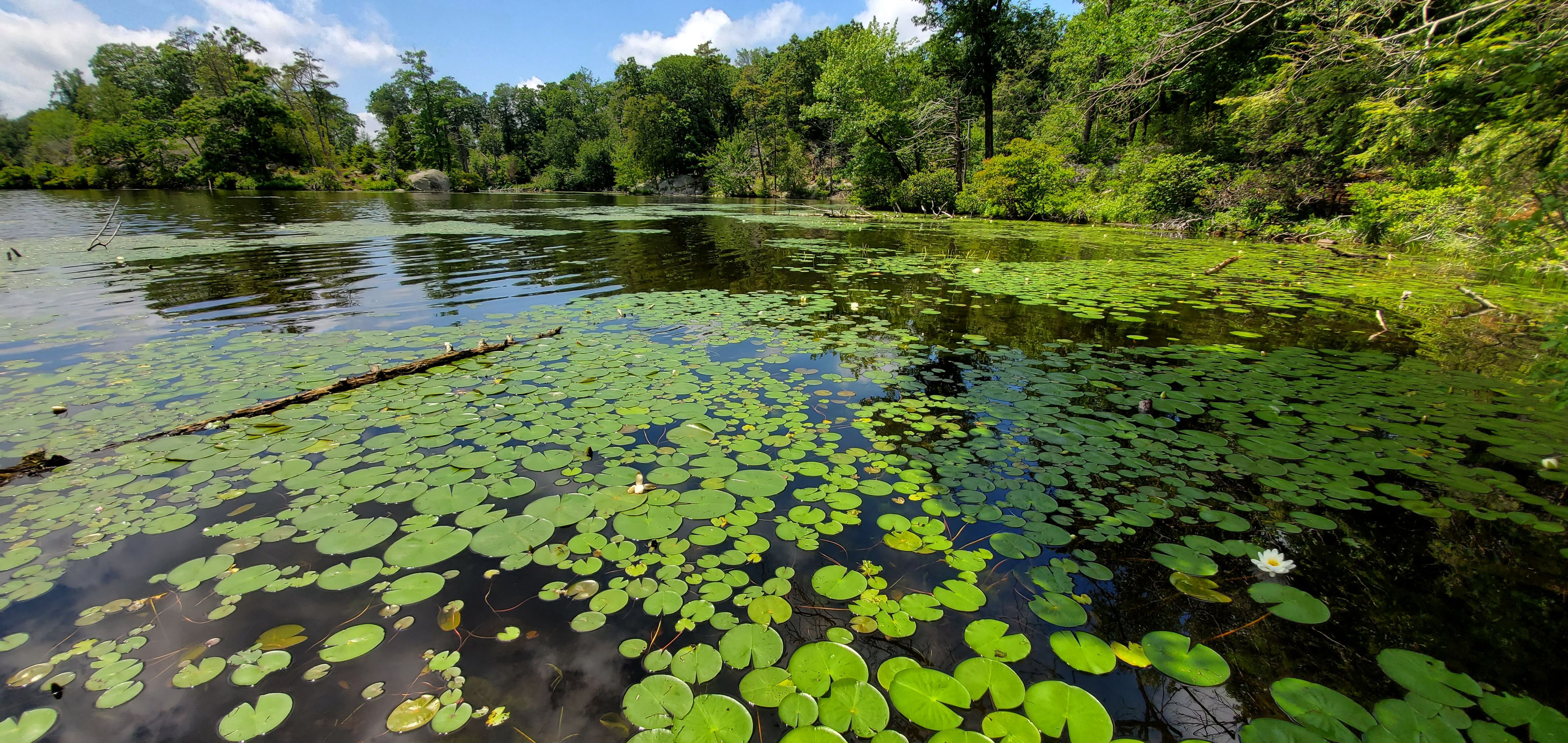 Lily Pad-covered cove seen from the Boy Scout campsite