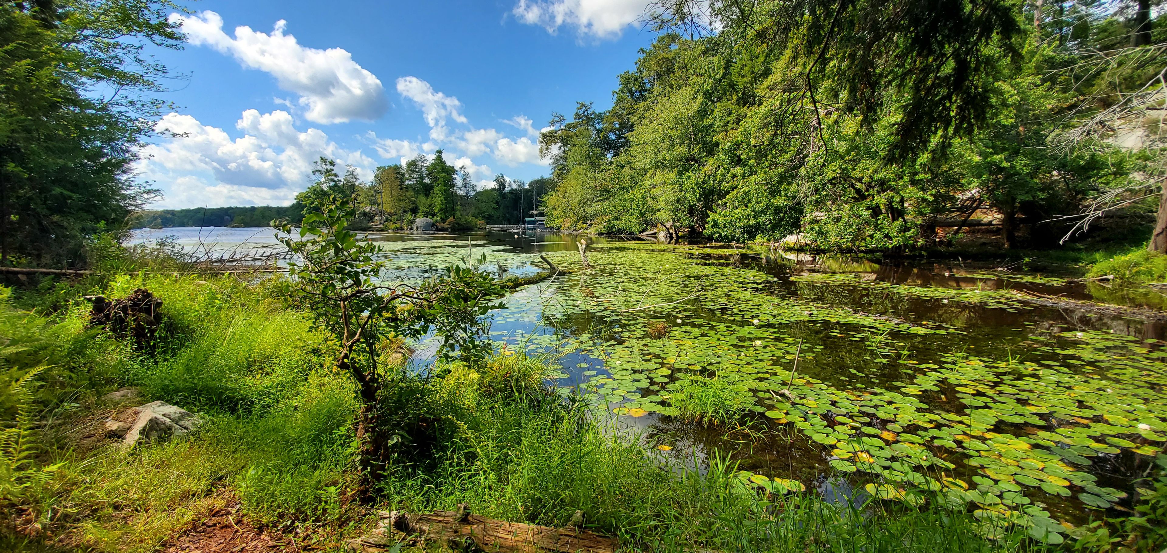 Cove on Bear Pond (as seen from the Lake Hopatcong Trail/ Highland Trail