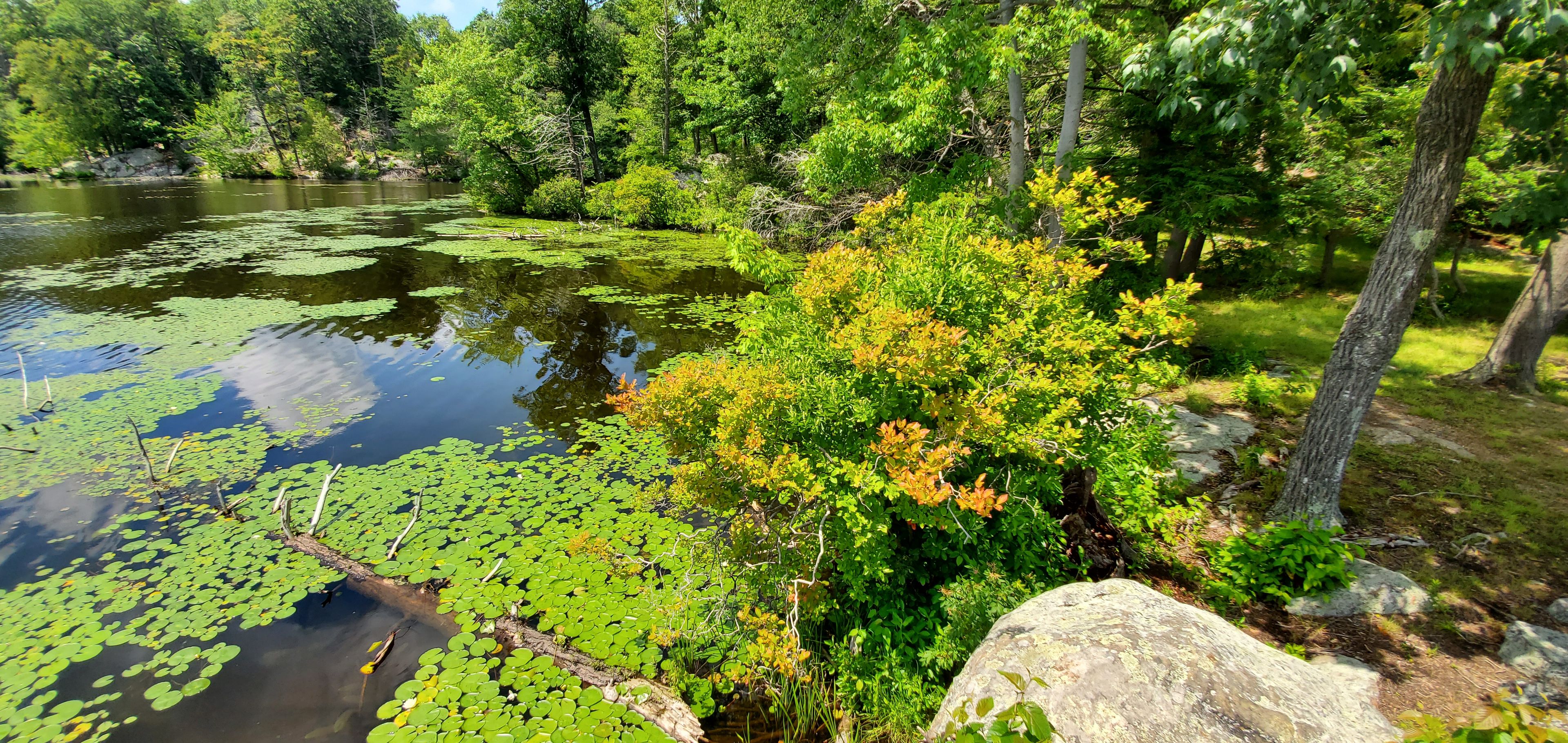 Lily Pads on Bear Bond