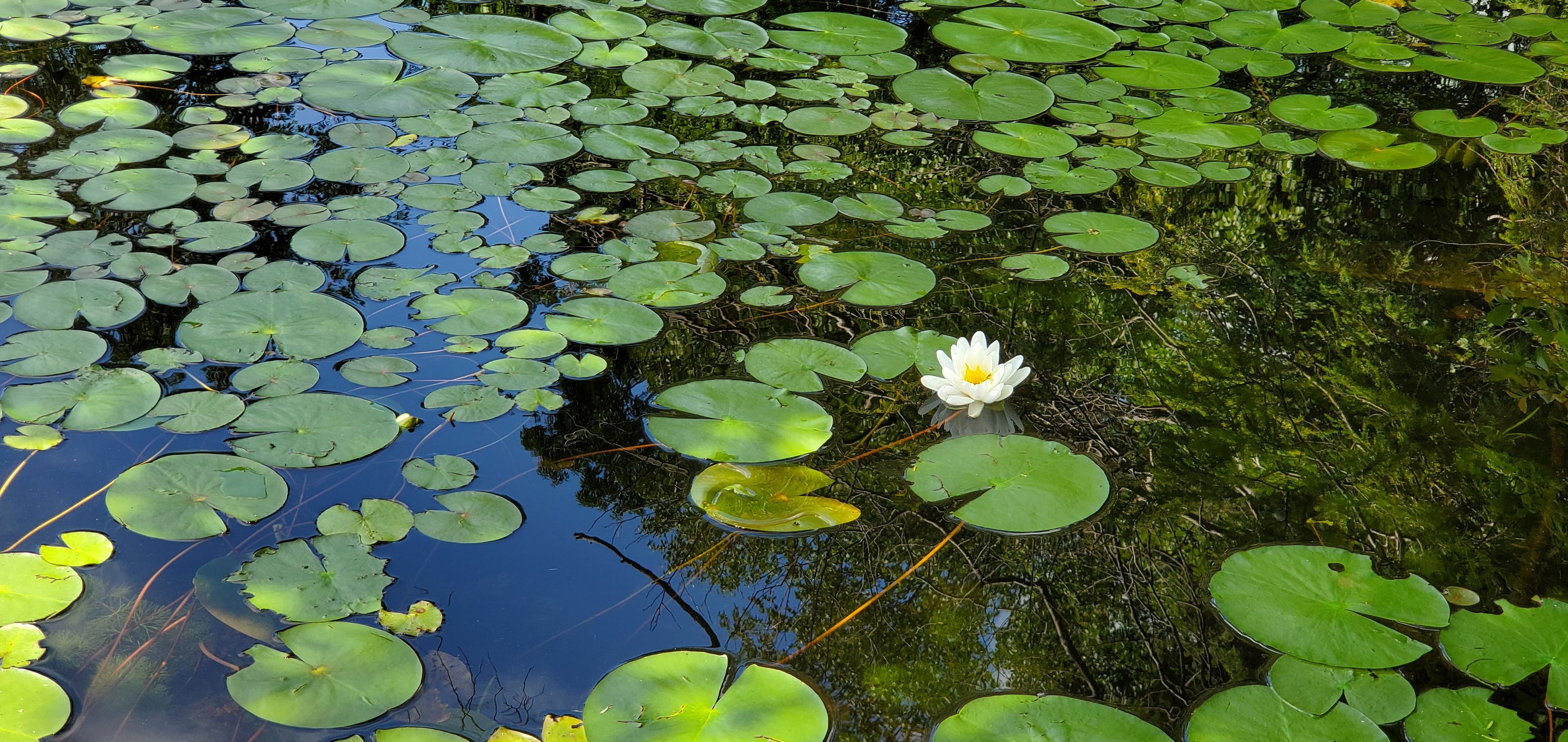 Lily Pads