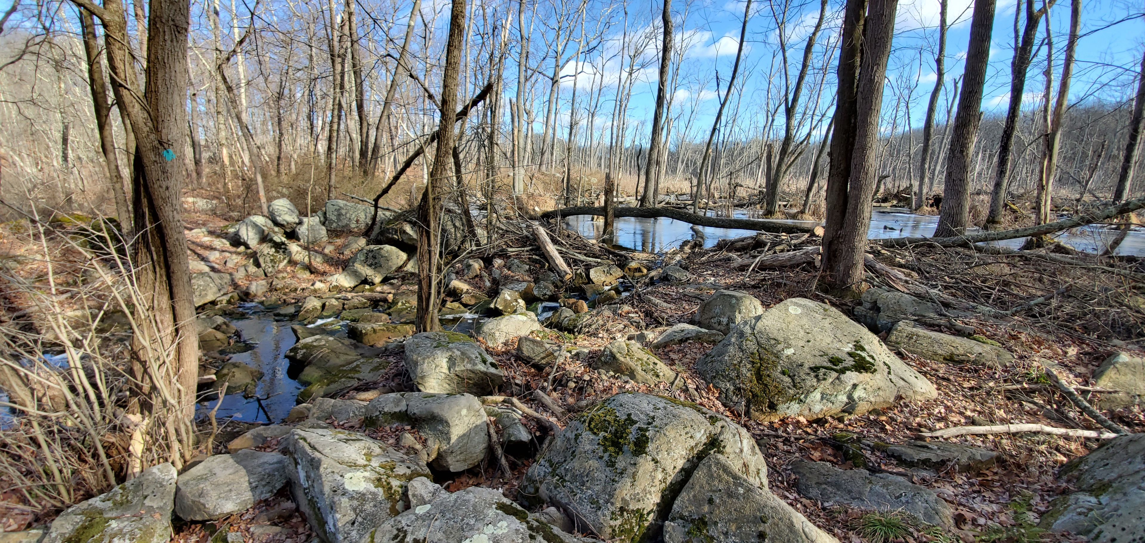 Marsh at Cowboy Creek