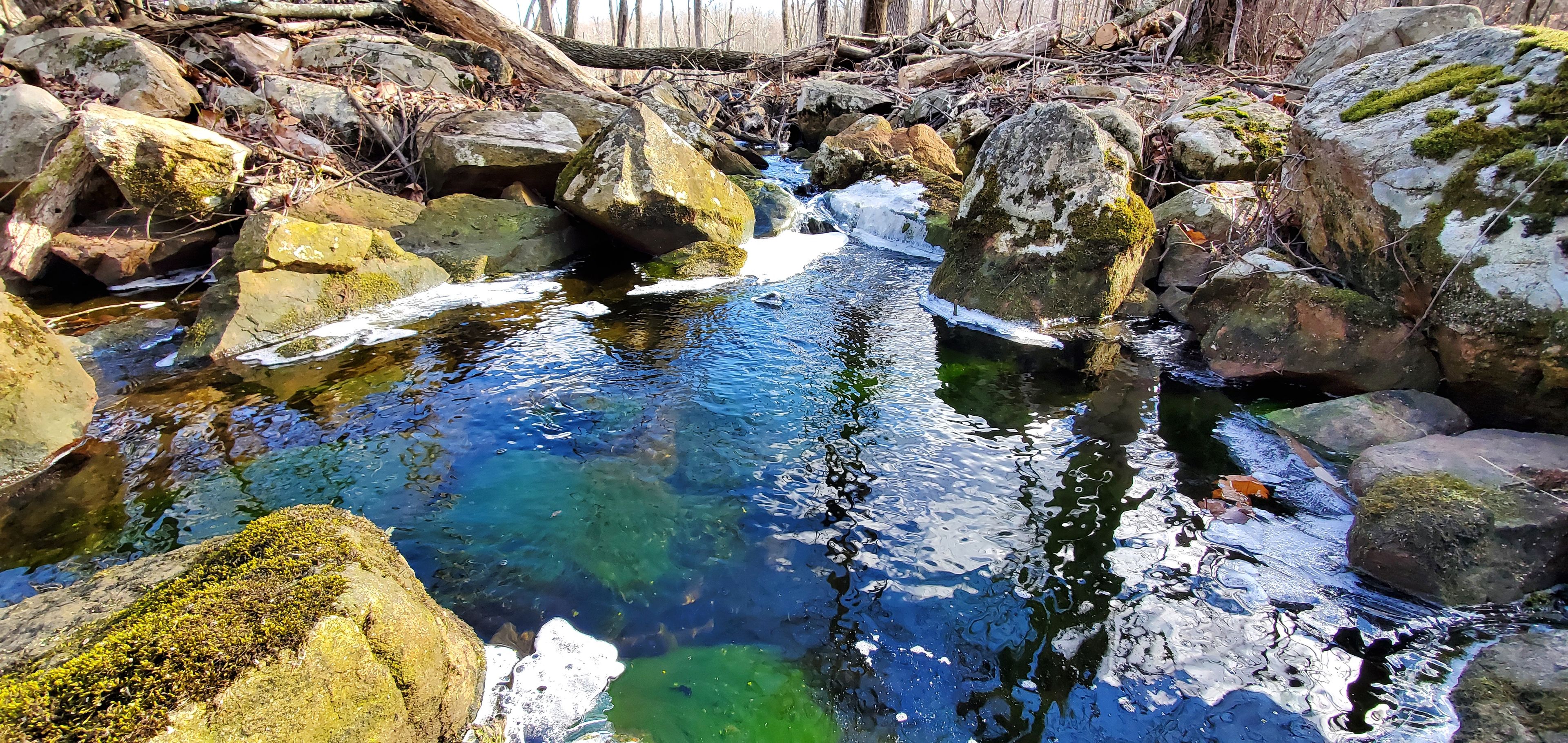 Green String Algae @ Cowboy Creek