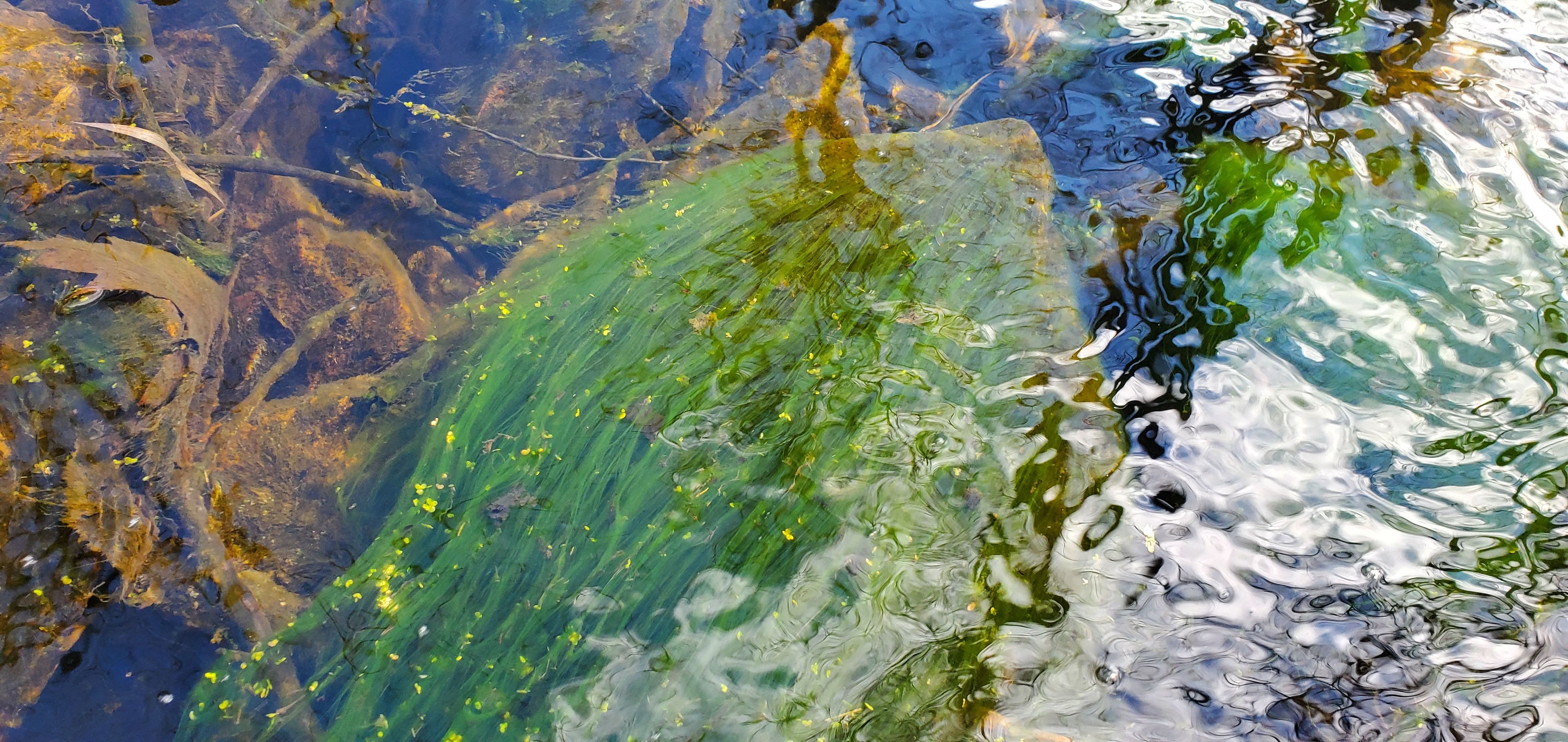 Bright green String Algae @ Cowboy Creek