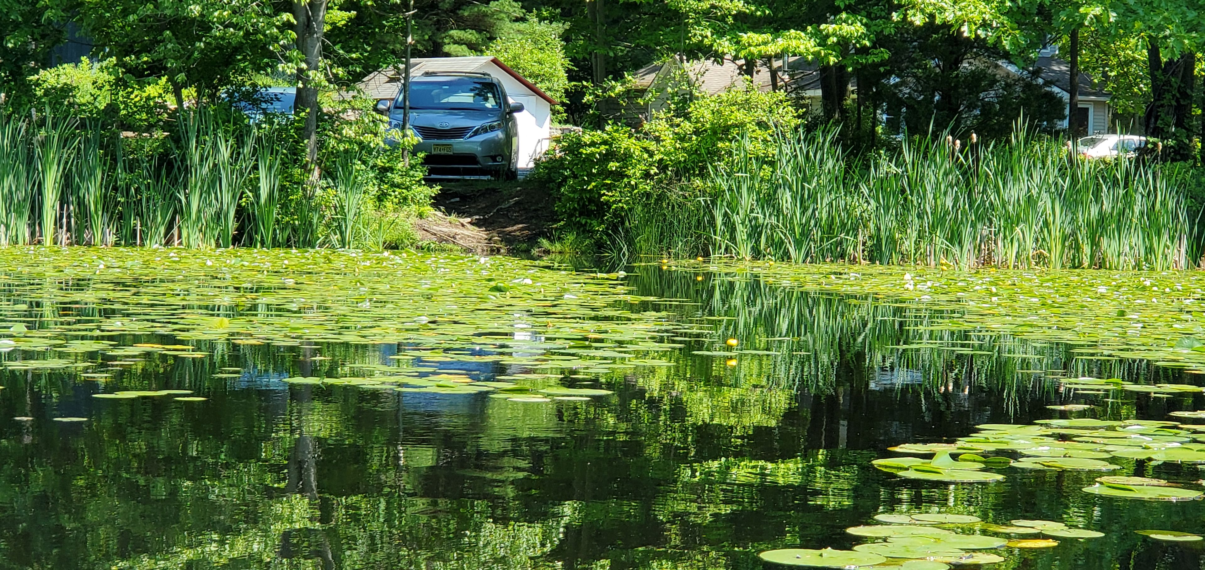 Kayaking trail through the lily pads in Mt Inlet 