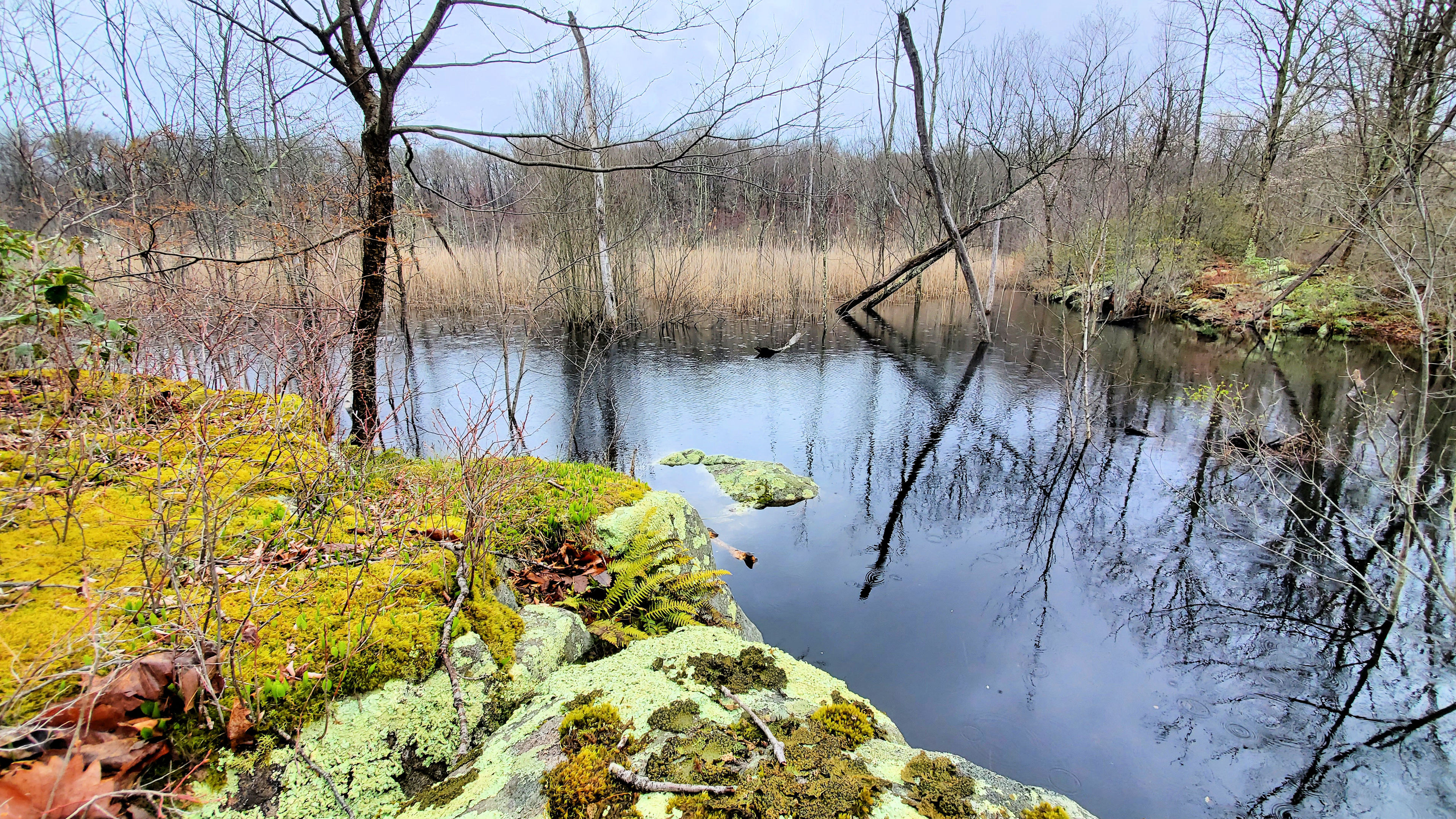 Mt Brook Marsh just above the beaver dams