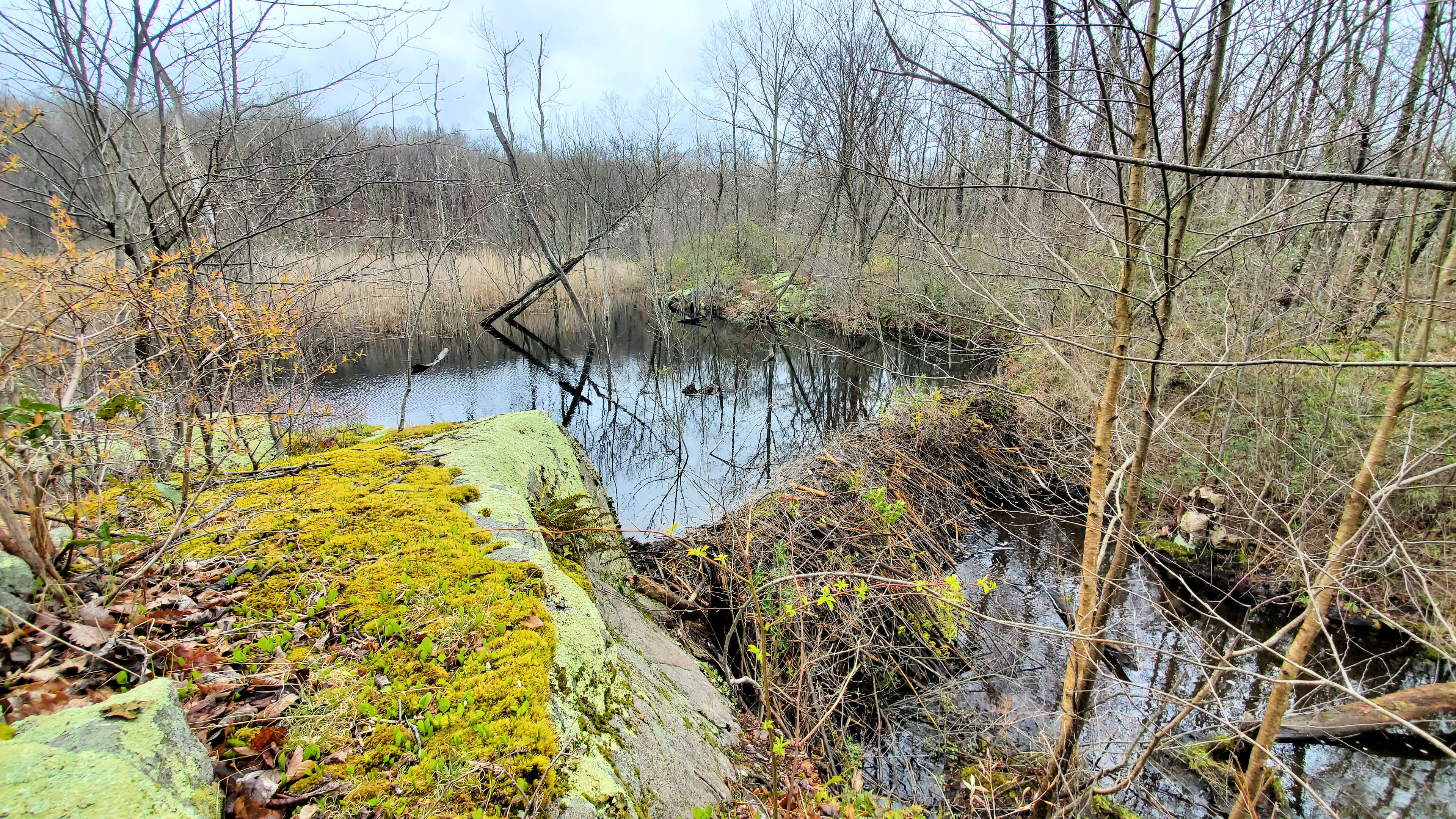 The upper beaver dam at the Mountain Brook Marsh