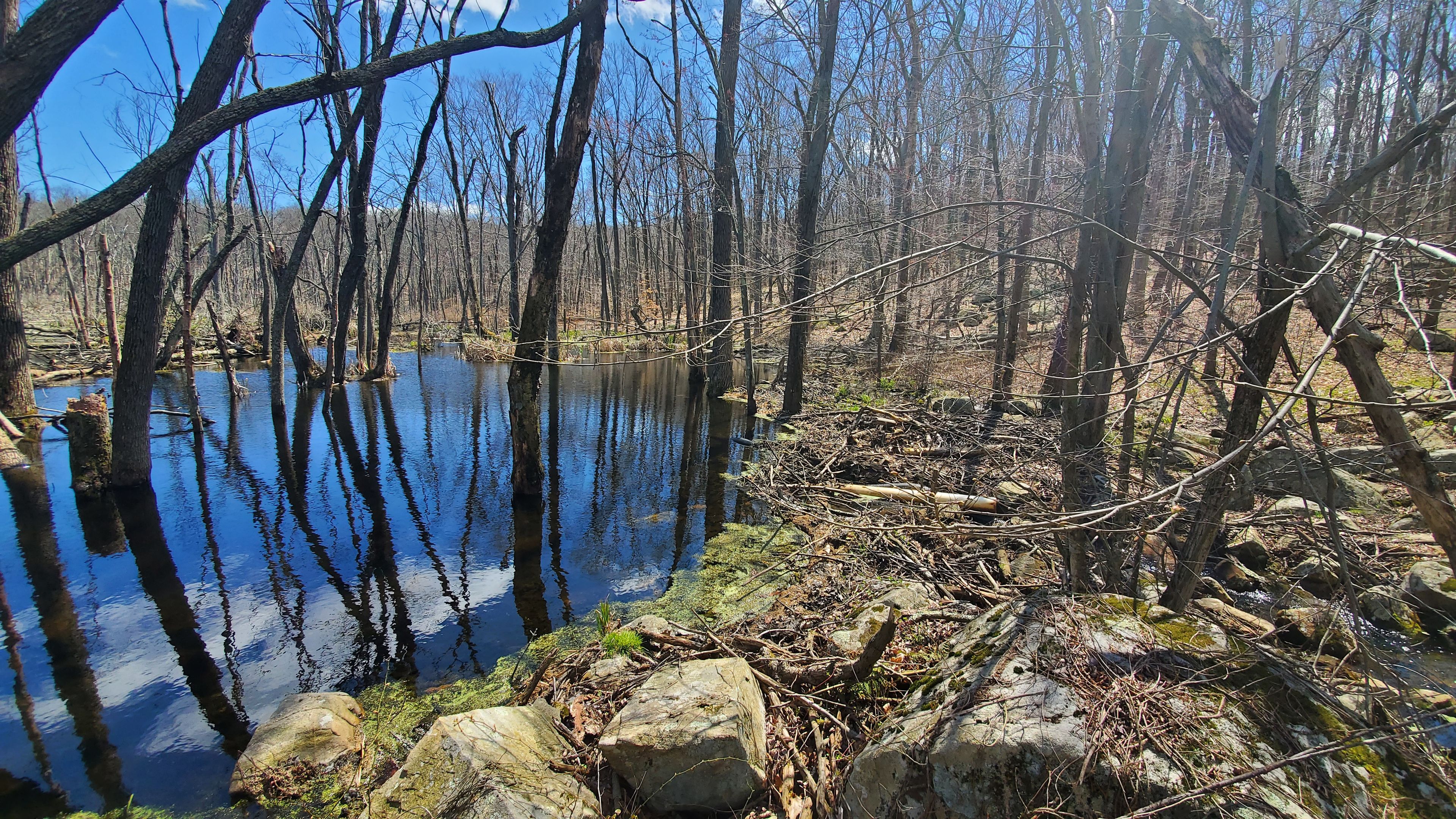 Marsh at Cowboy Creek