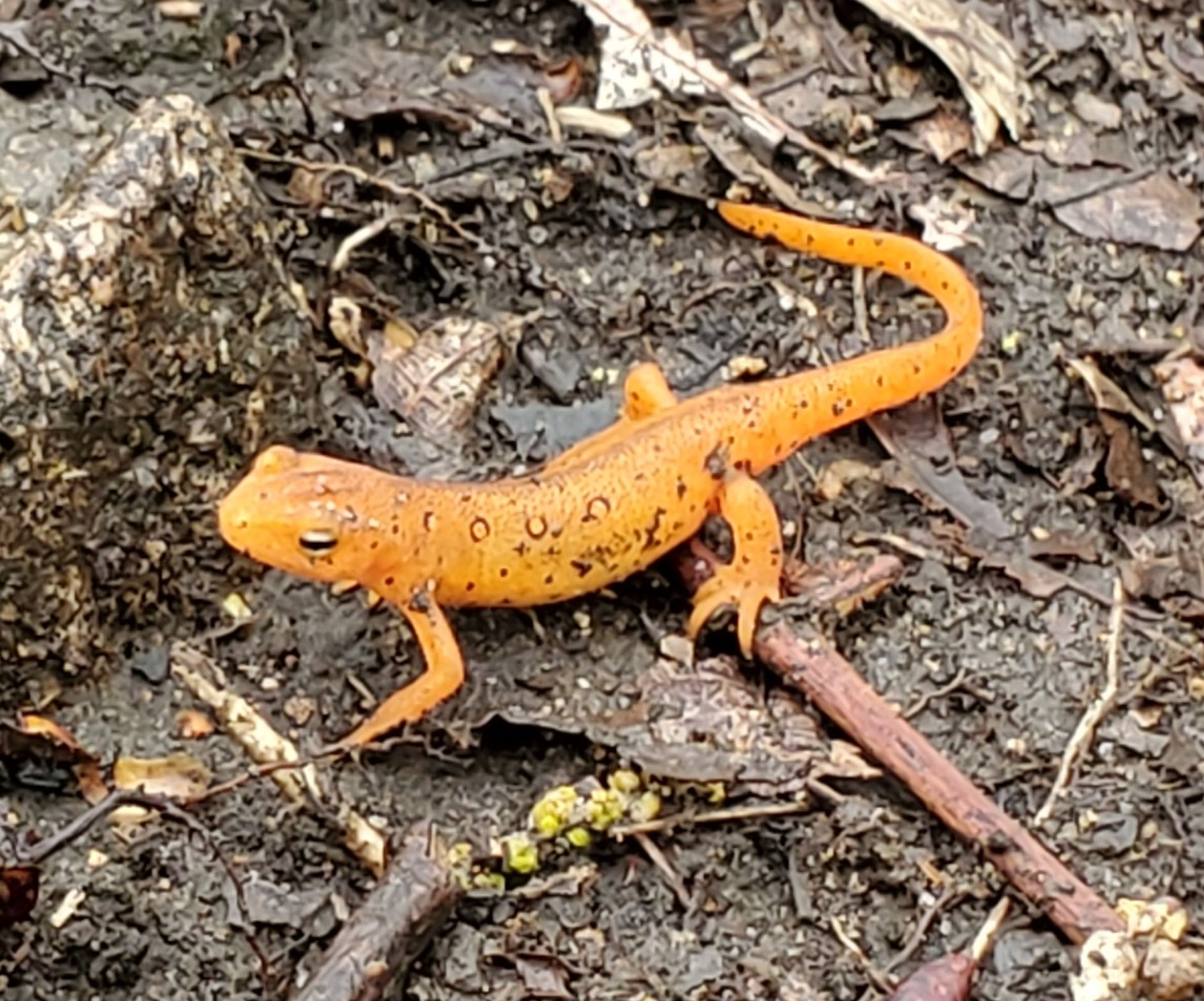 Red Eft (i.e., the terrestrial phase of the Eastern Spotted Newt)