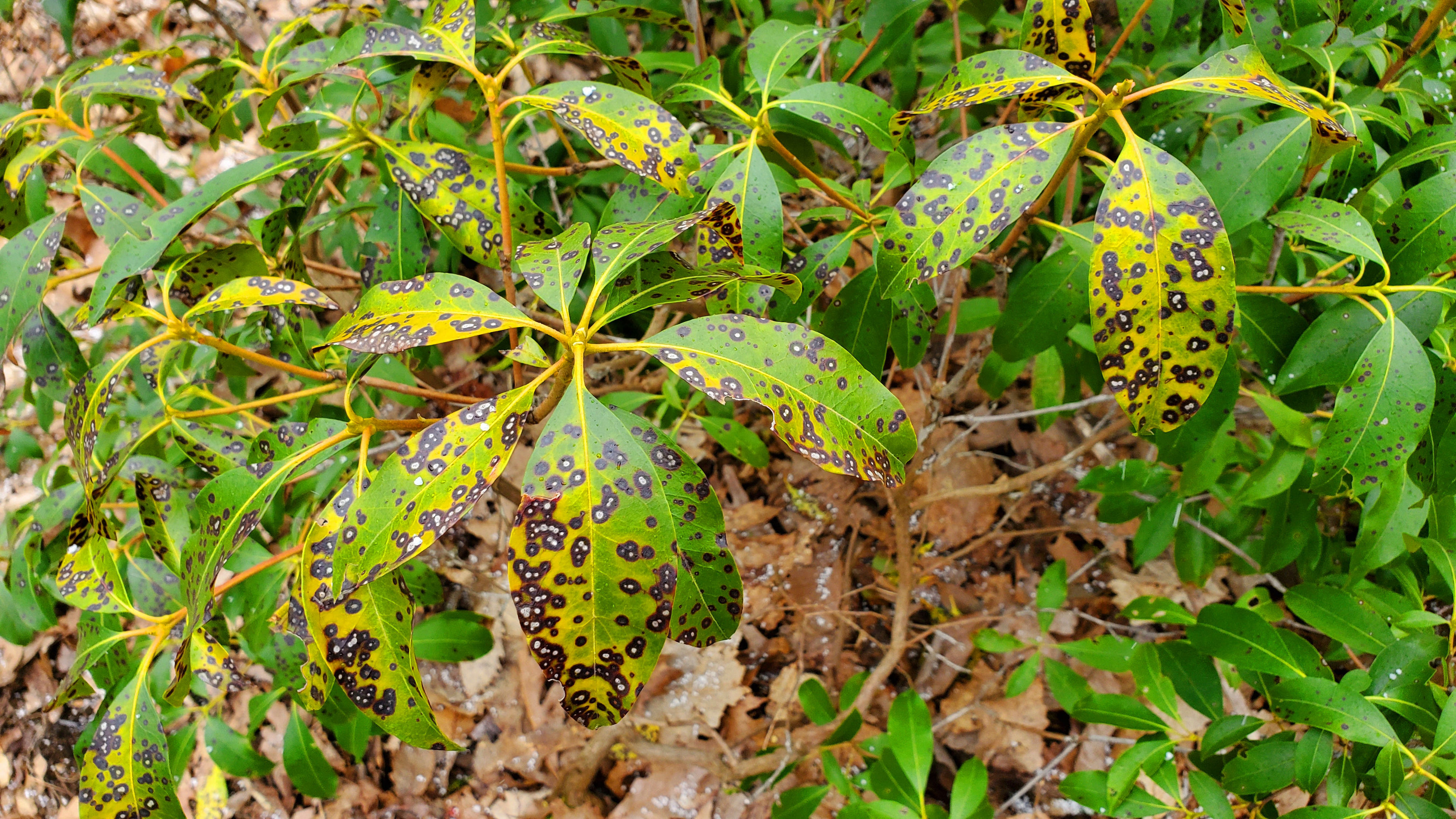 Mountain Laurel in Brooklyn Mountain Greenway