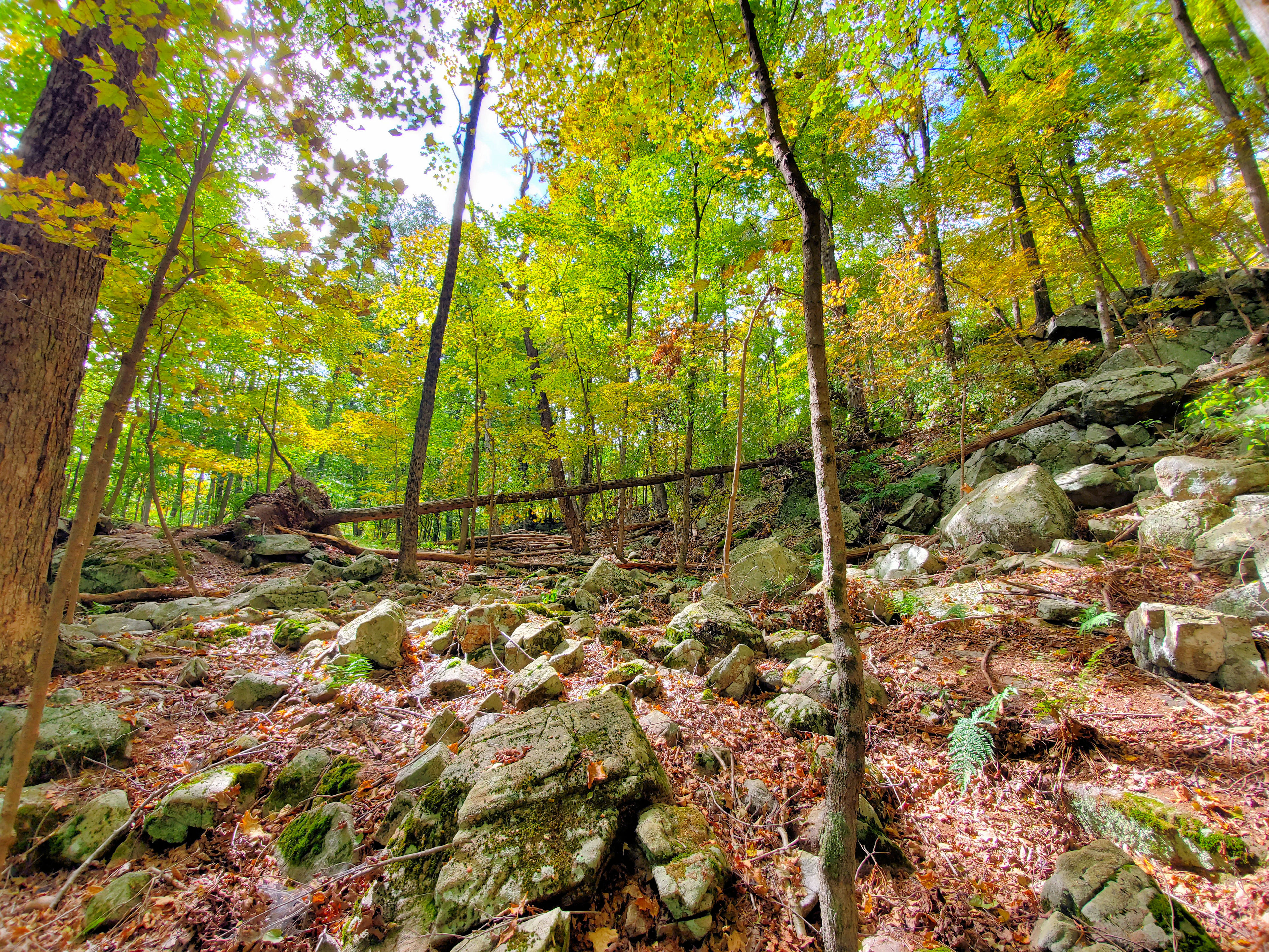 Rocky Slope along Mt Inlet Loop